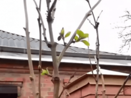 В Таганроге в канун старого Нового года зацвела сирень