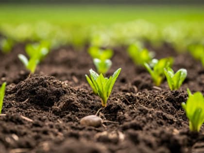 Рекомендации эксперта Донского филиала ФГБУ «ЦОК АПК»: когда пора и как правильно выращивать рассаду