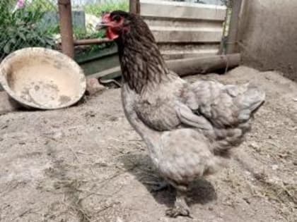 В Цимлянском районе выявили вспышку птичьего гриппа