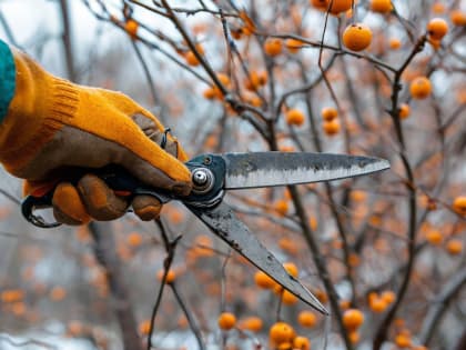 КОГДА И КАК СТОИТ ОБРЕЗАТЬ ПЛОДОВЫЕ ДЕРЕВЬЯ