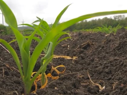 В Ростовской области обследуют посевы, повреждённые заморозками