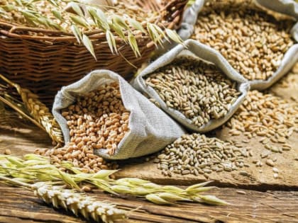 Чем протравить семена перед посадкой