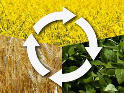 Севооборот сохраняет плодородие и повышает урожайность