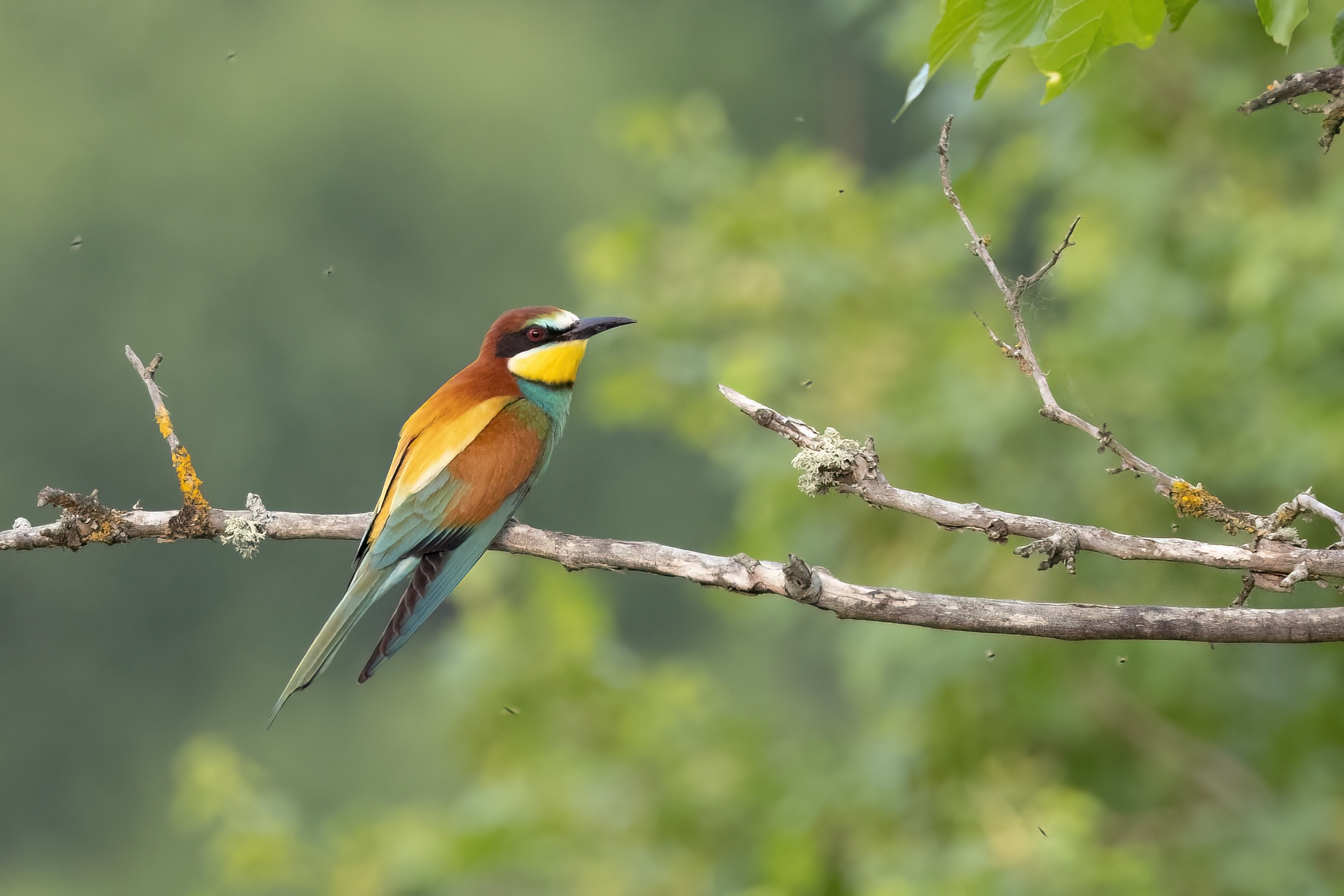 European Bee-eater (Merops apiaster) perched on a branch in Eastern Rodopi, Bulgaria
