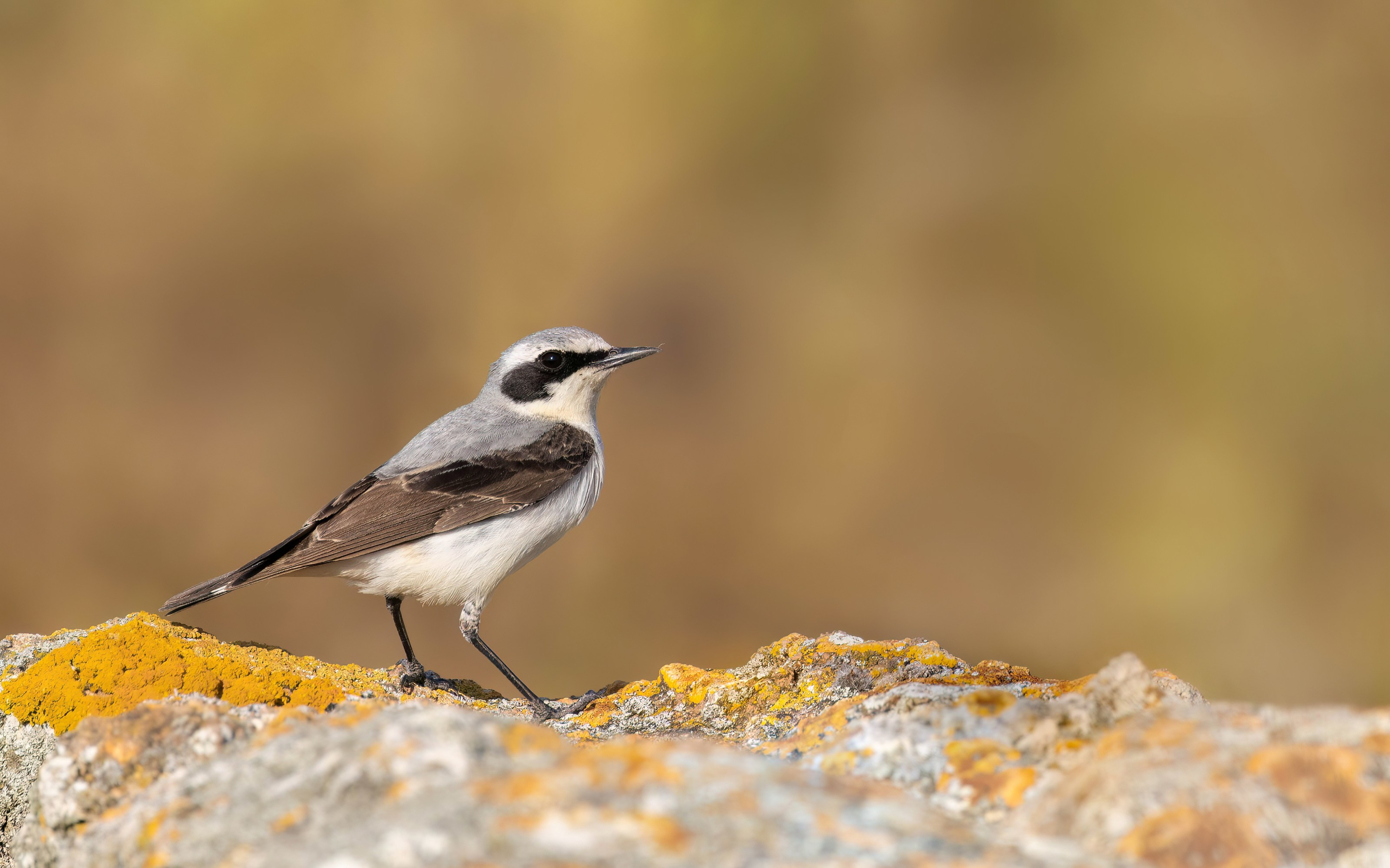 Northern Wheatear