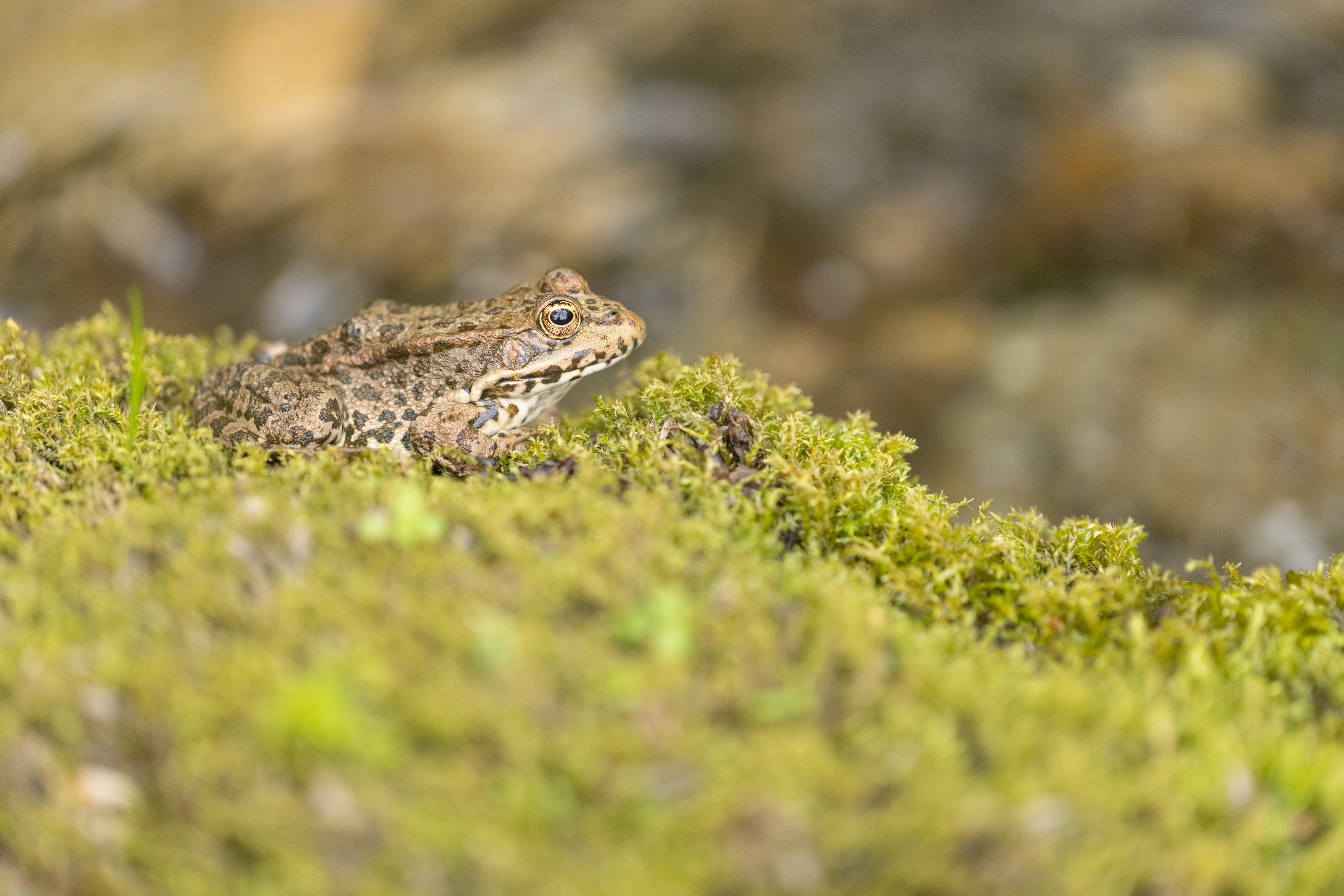 Marsh Frog