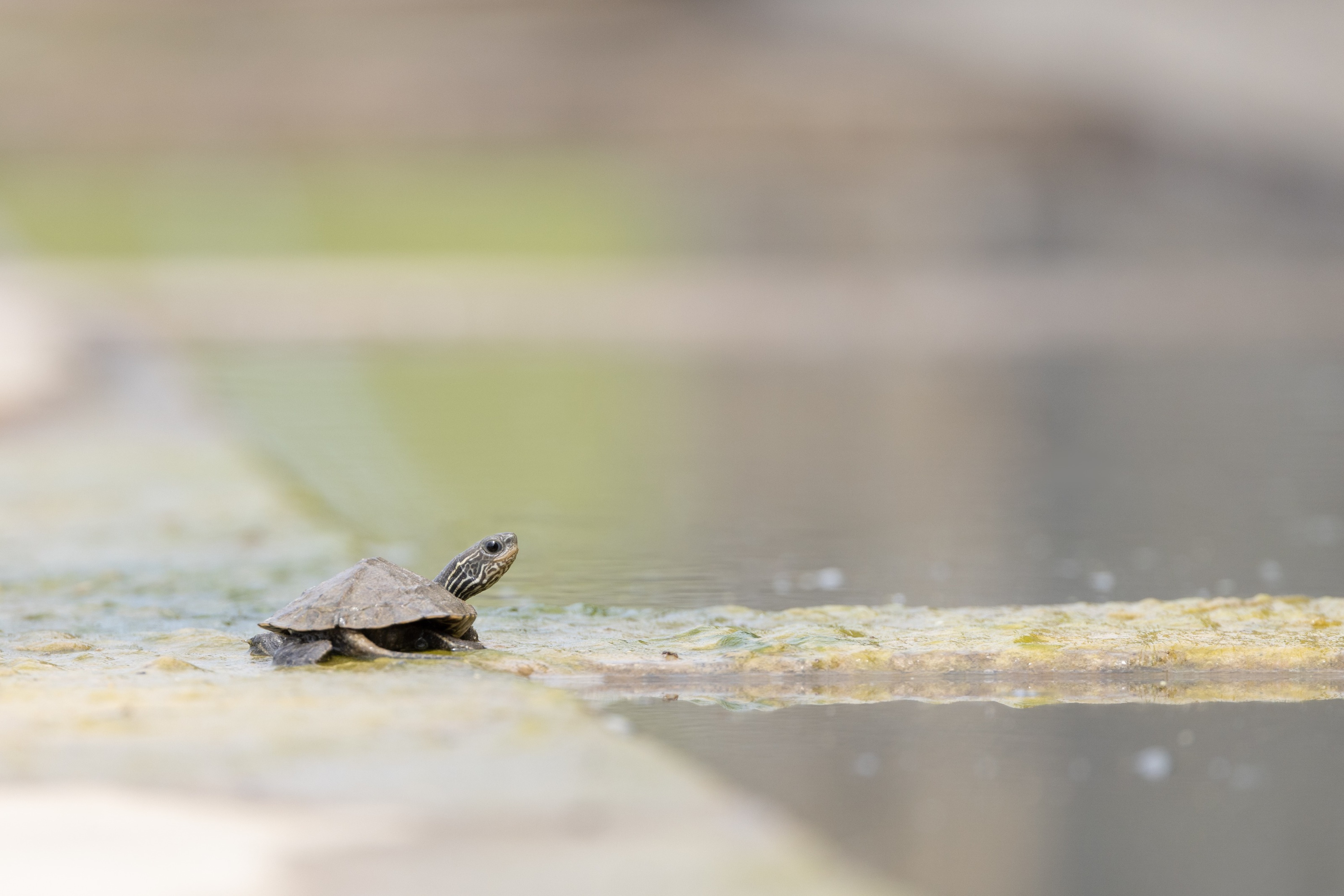 Balkan Pond Terrapin (Mauremys rivulata) from Eastern Rodopi, Bulgaria