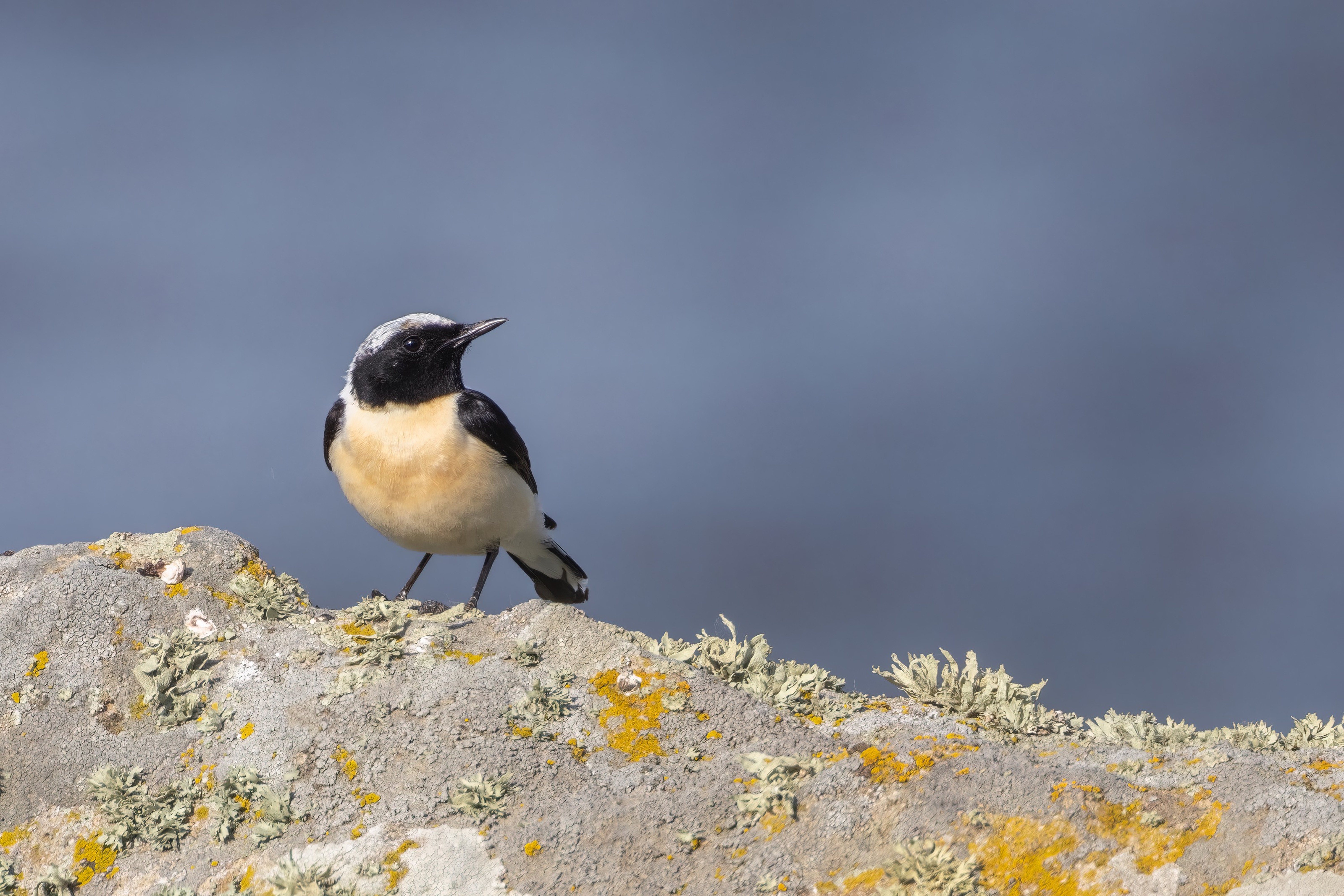 Eastern Black-eared Wheatear (male)