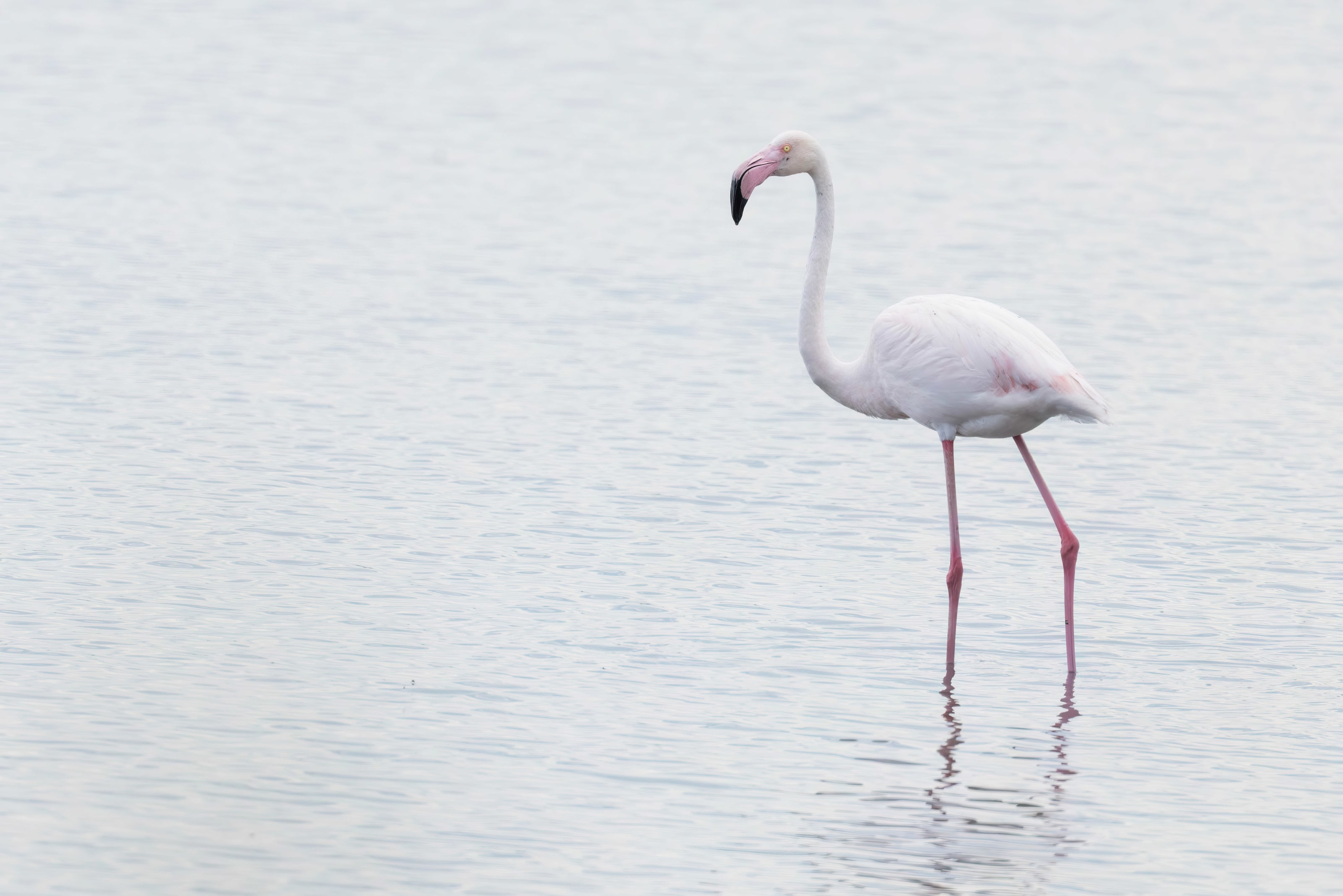 Greater Flamingo