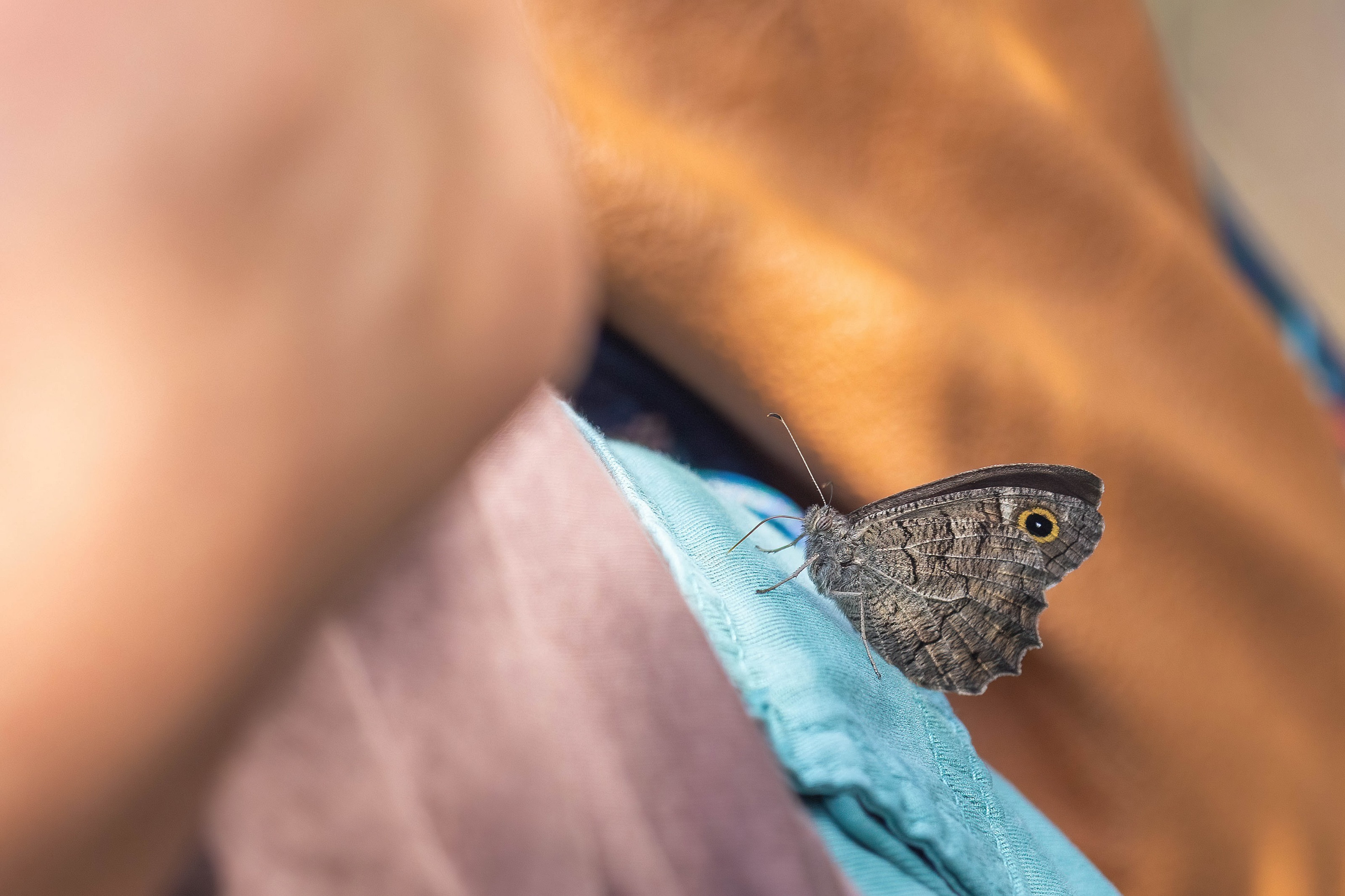 Freyer's Grayling