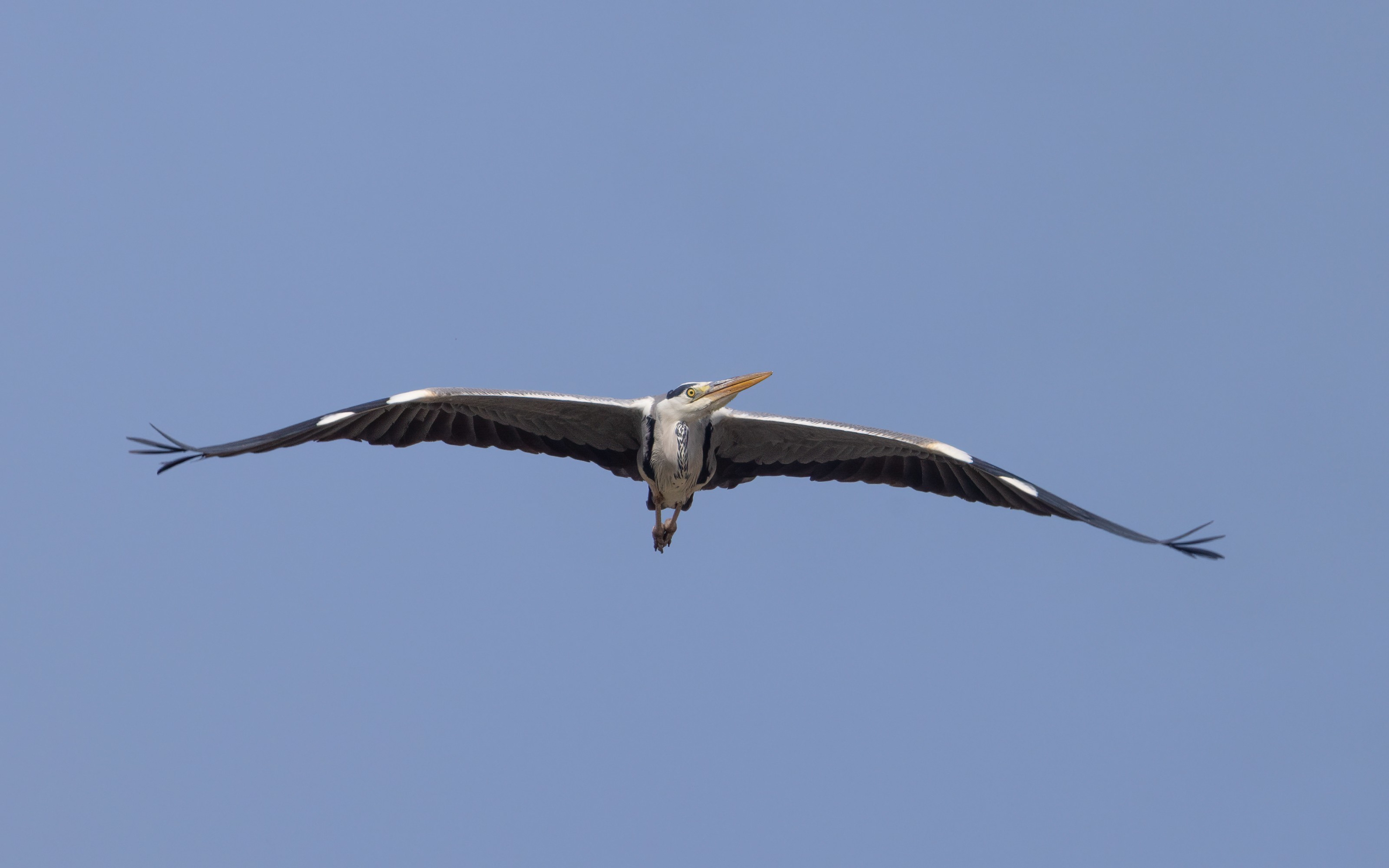 Grey Heron