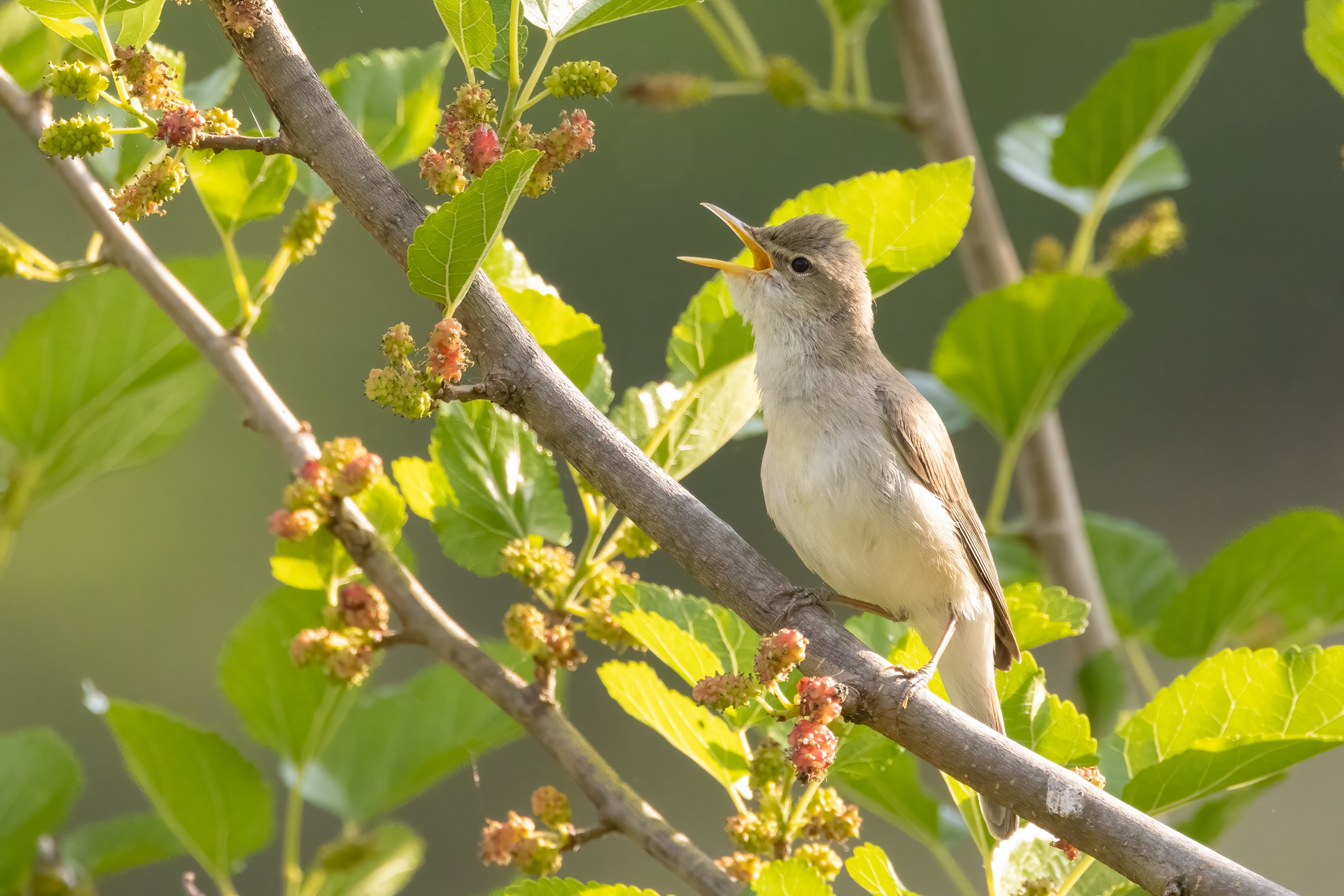 Easter Olivaceous Warbler
