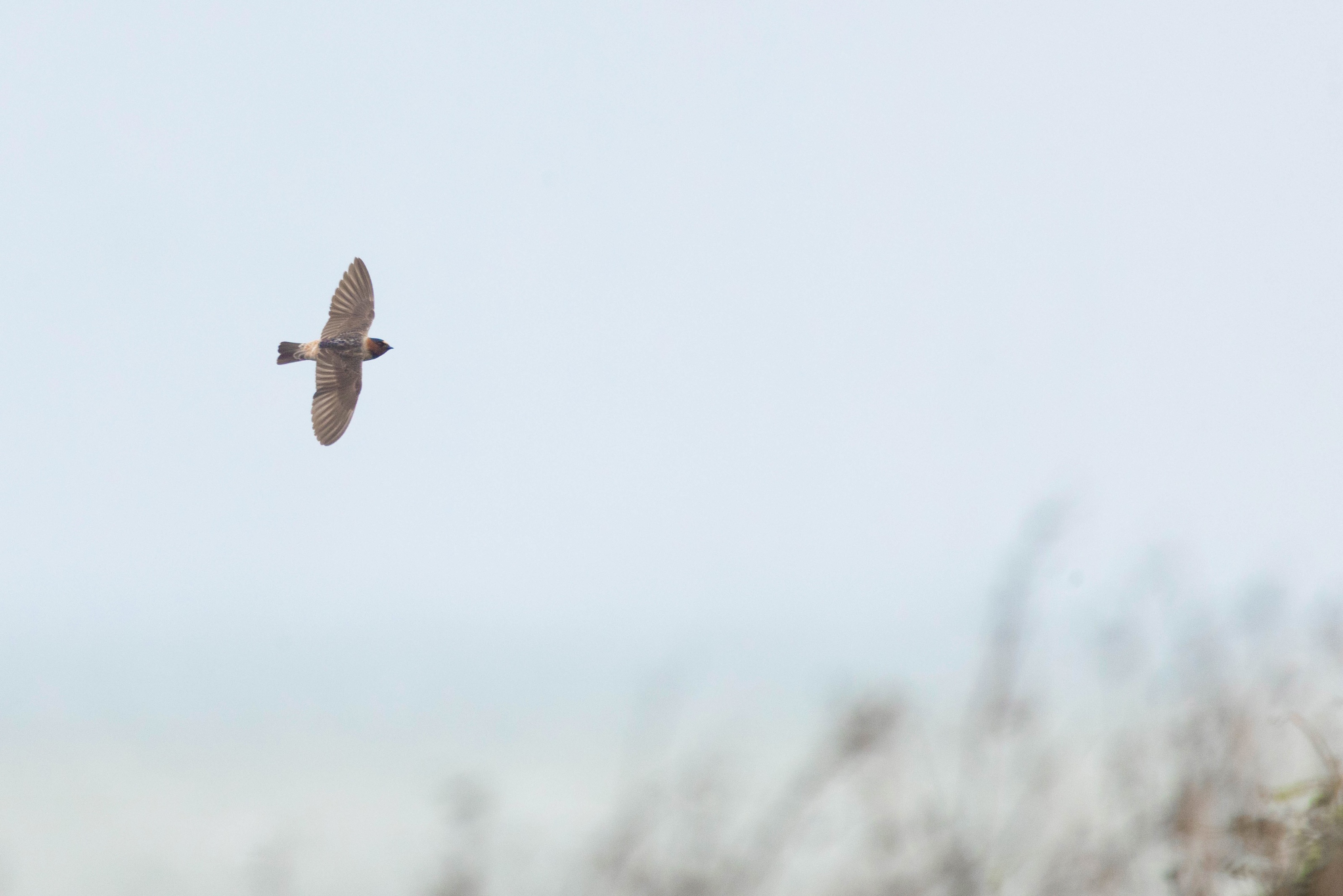 American Cliff Swallow