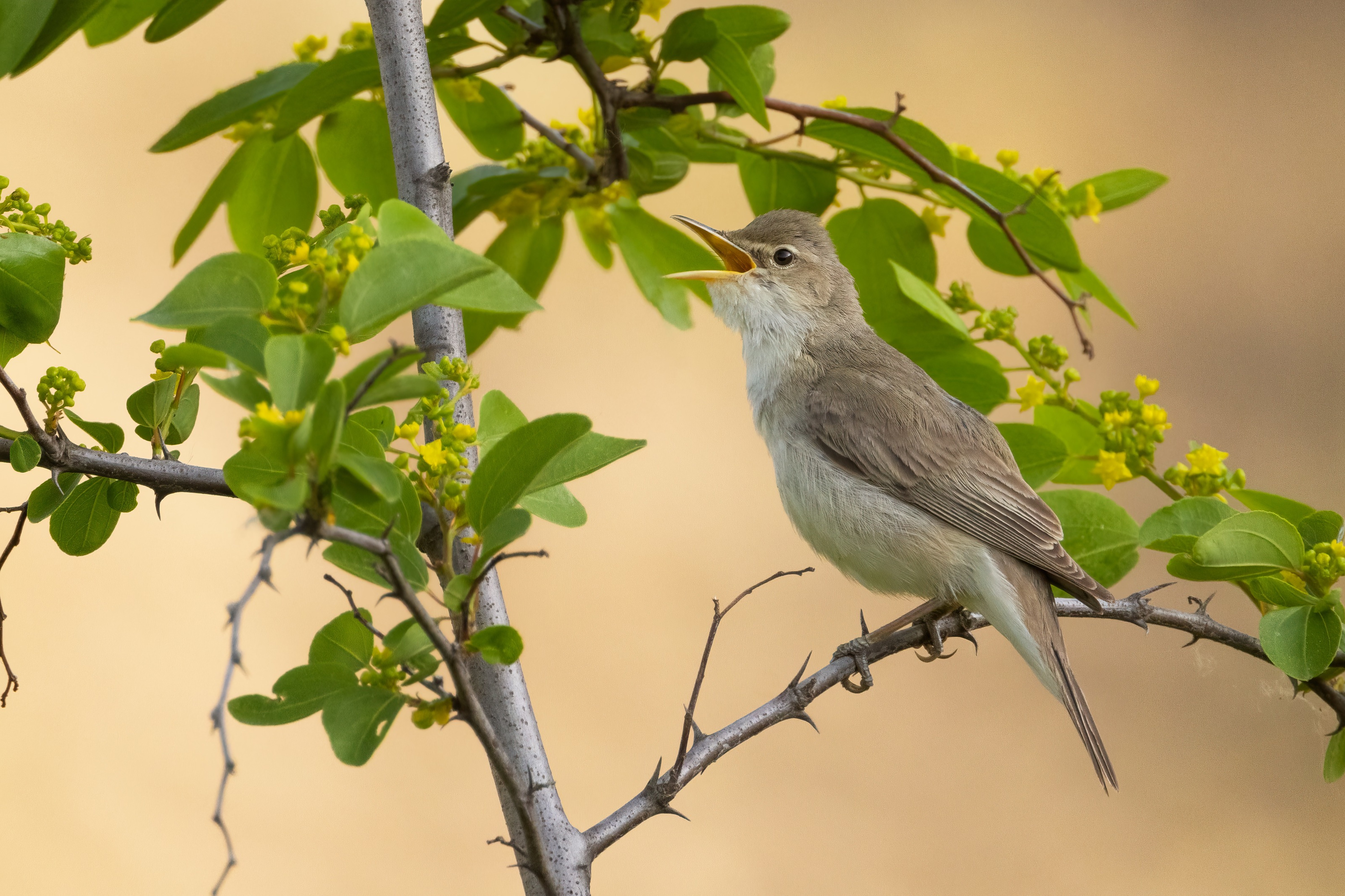 Eastern Olivaceous Warbler - Eastern Rodopi, Bulgaria 
