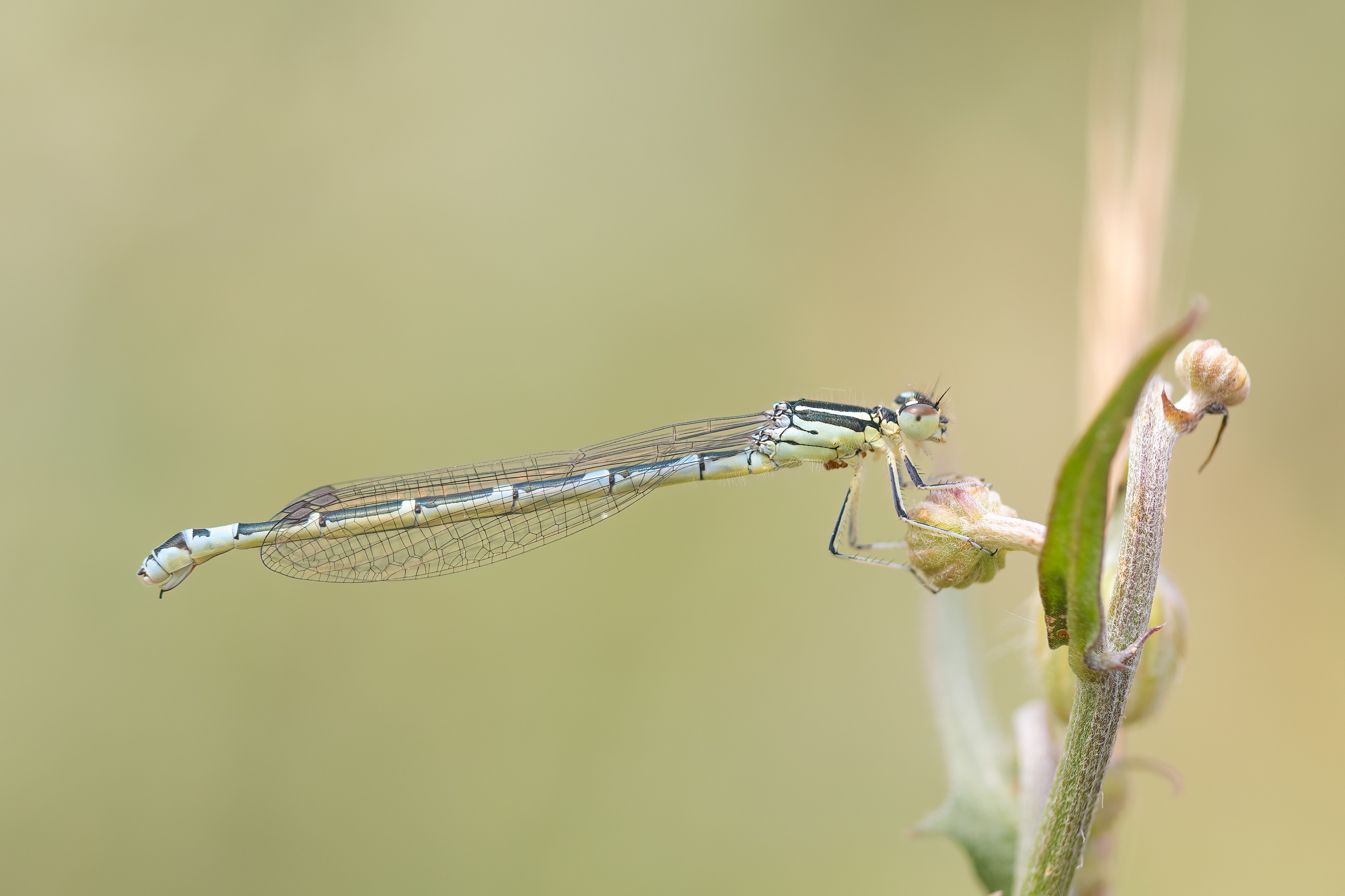Blue Featherleg