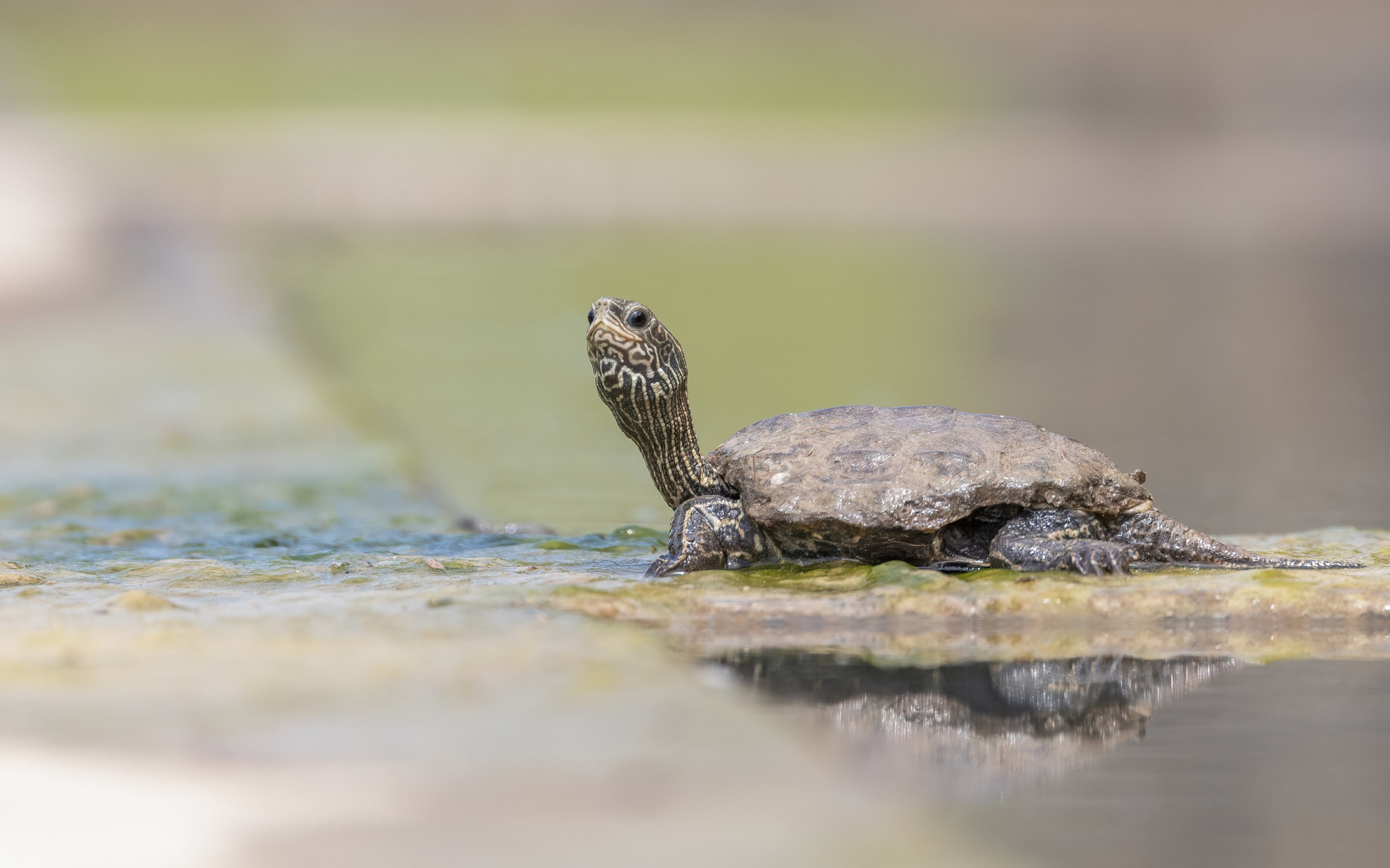 Balkan Pond Terrapin (Mauremys rivulata) from Eastern Rodopi, Bulgaria