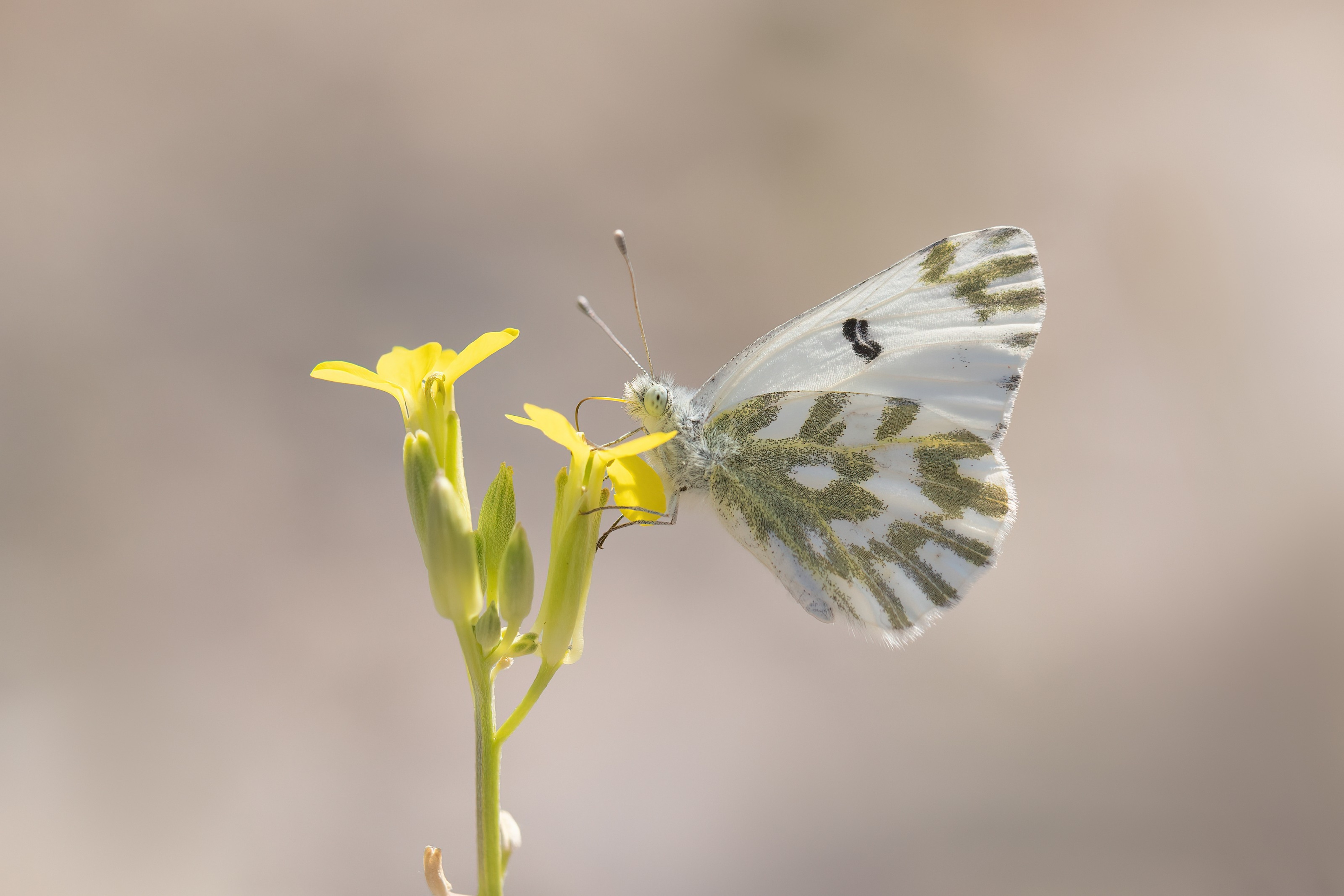 Small Bath White (Pontia chloridice)