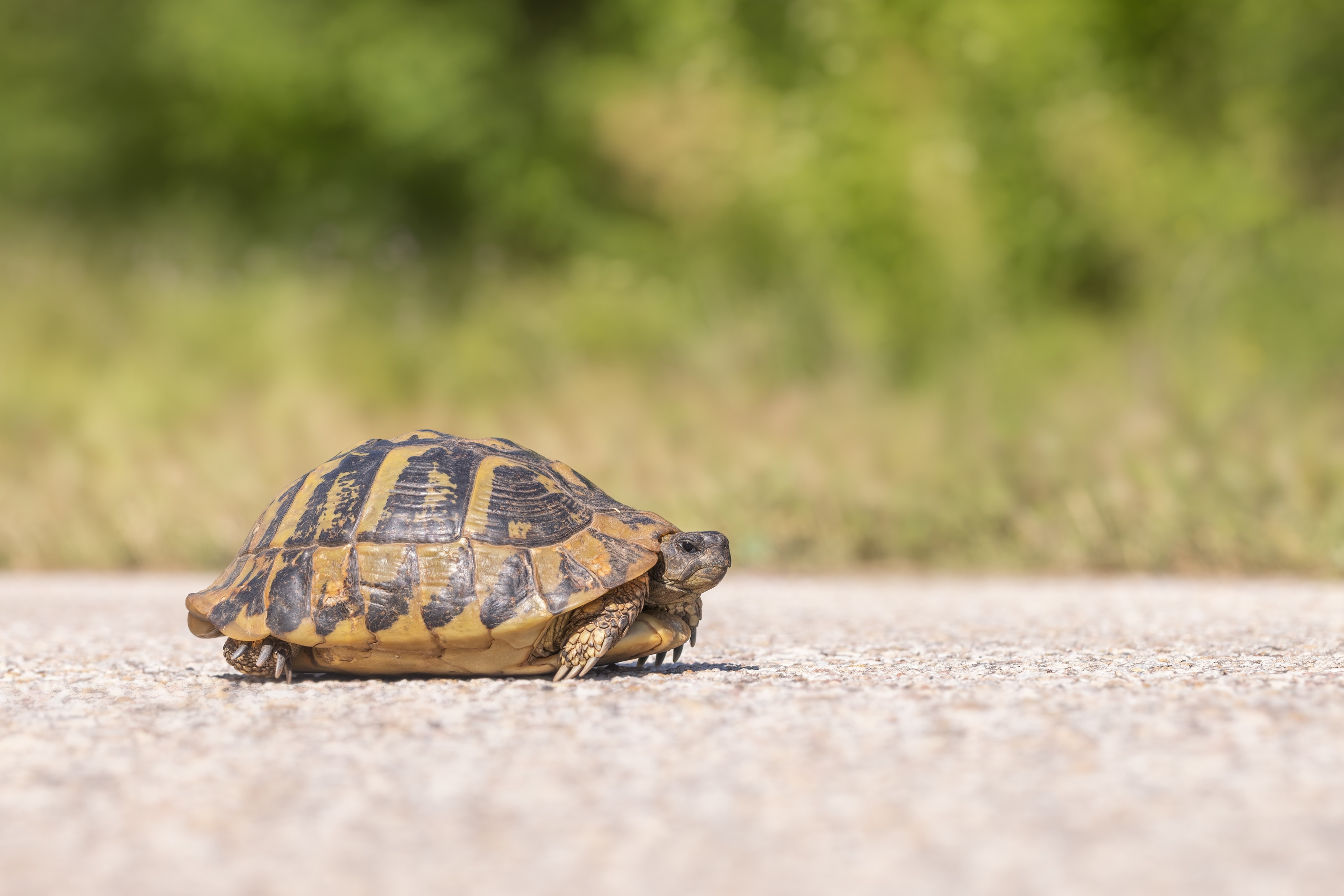 Hermann's Tortoise (Testudo hermanni) on a road in Eastern Rodopi, Bulgaria