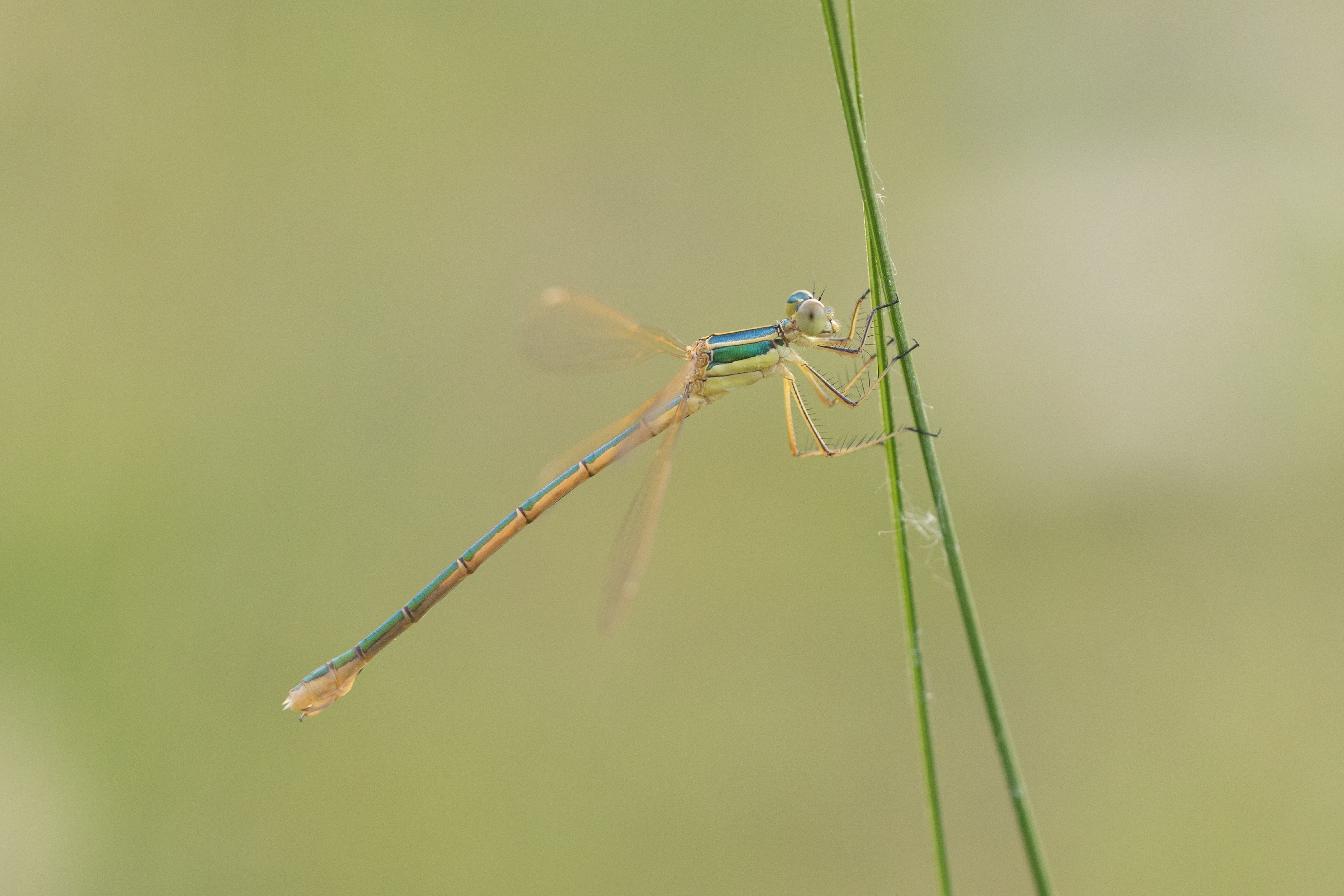 Robust Spreadwing (Scarce Emerald Damselfly)