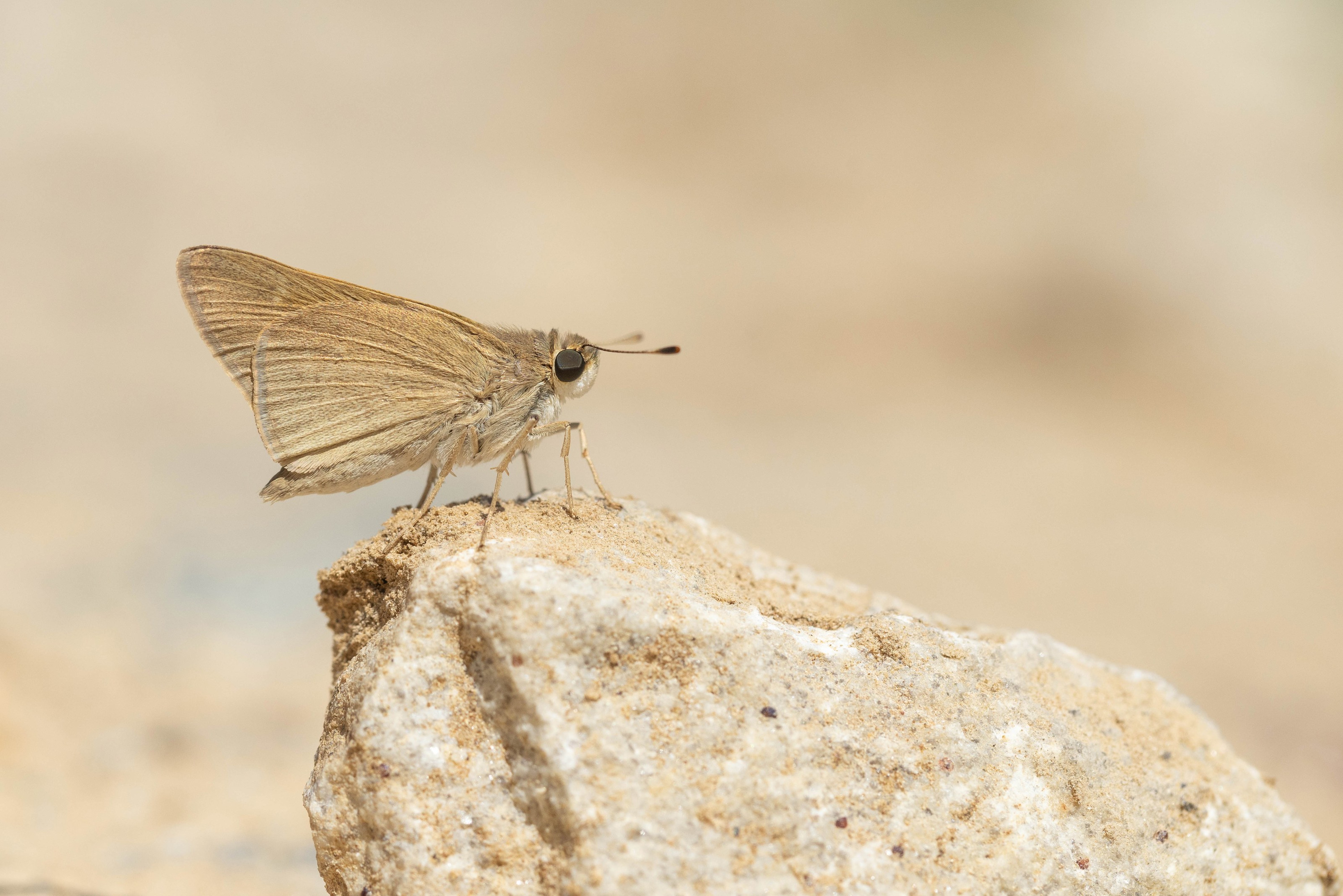 Mediterranean Skipper