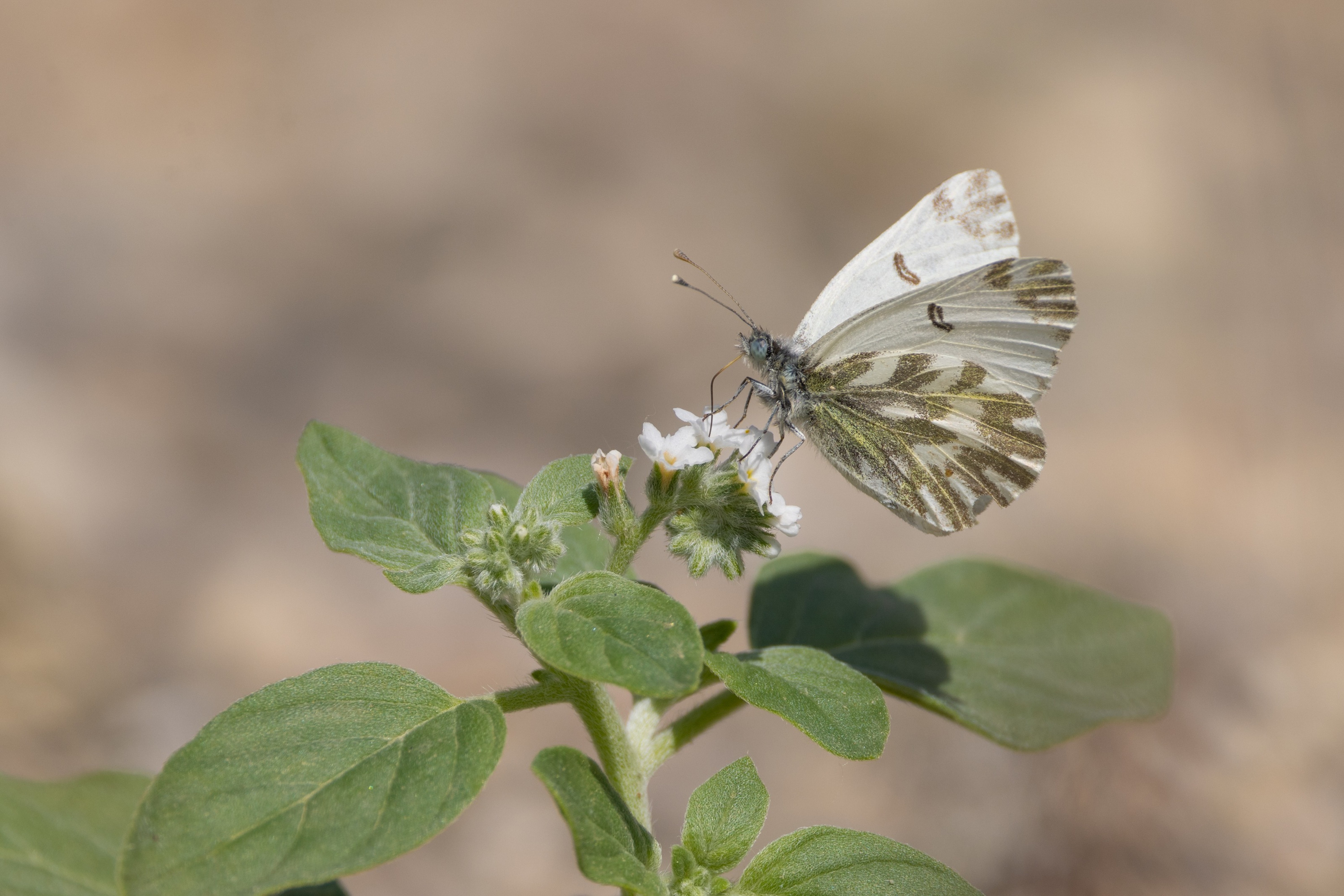 Small Bath White (Pontia chloridice)