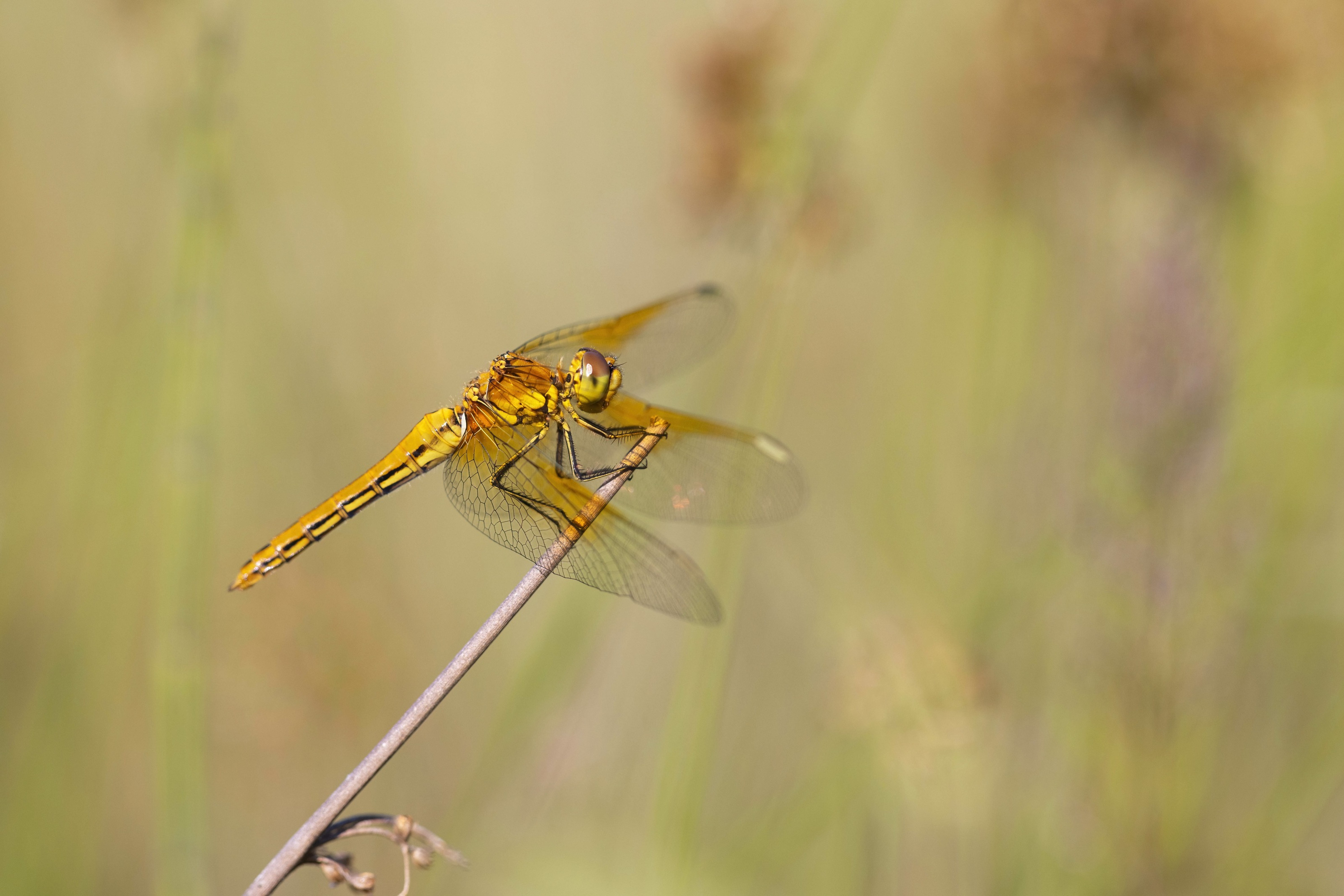 Yellow-winged Darter