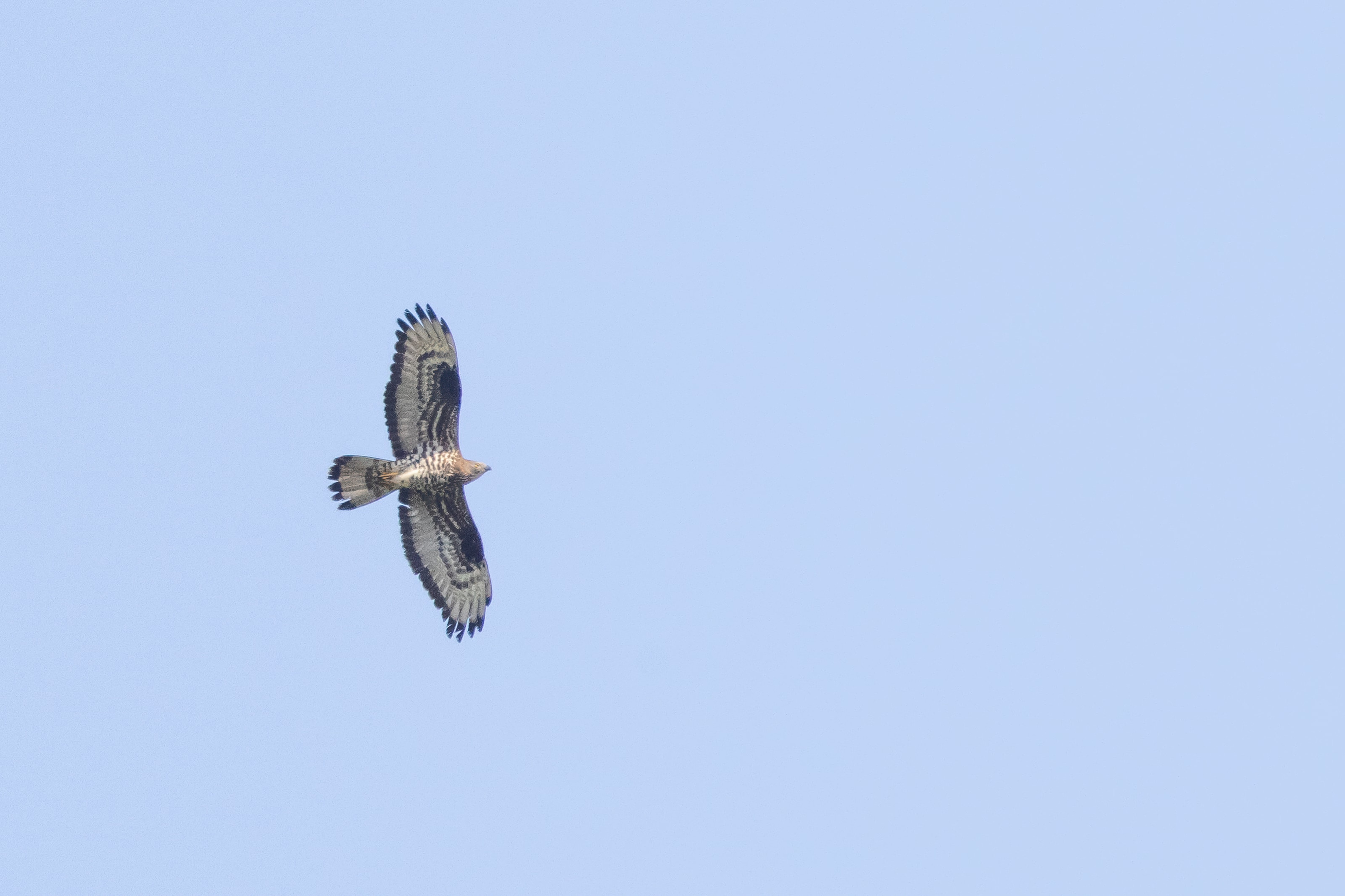 Honey Buzzard