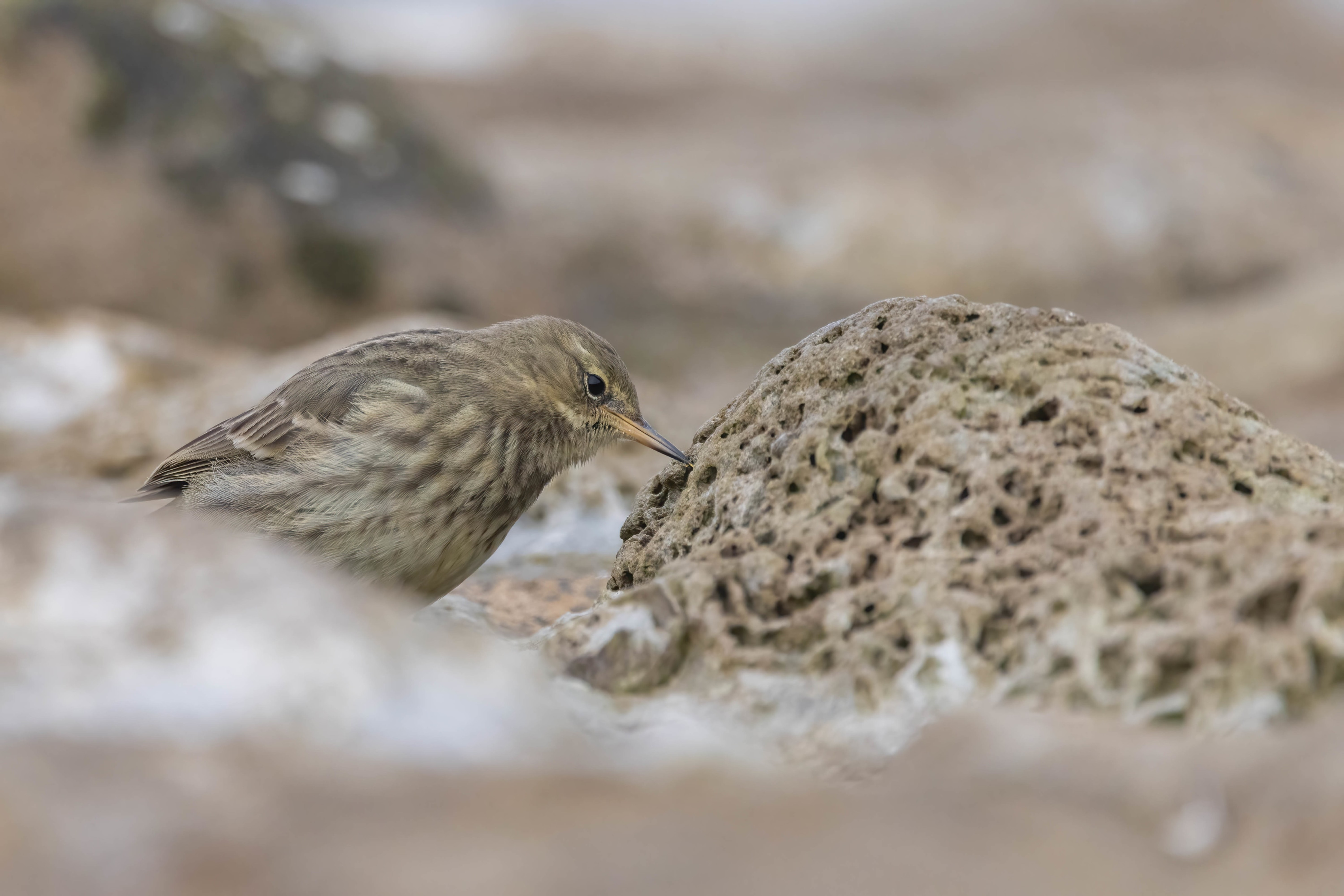 Rock Pipit at Reculver Towers (Kent)