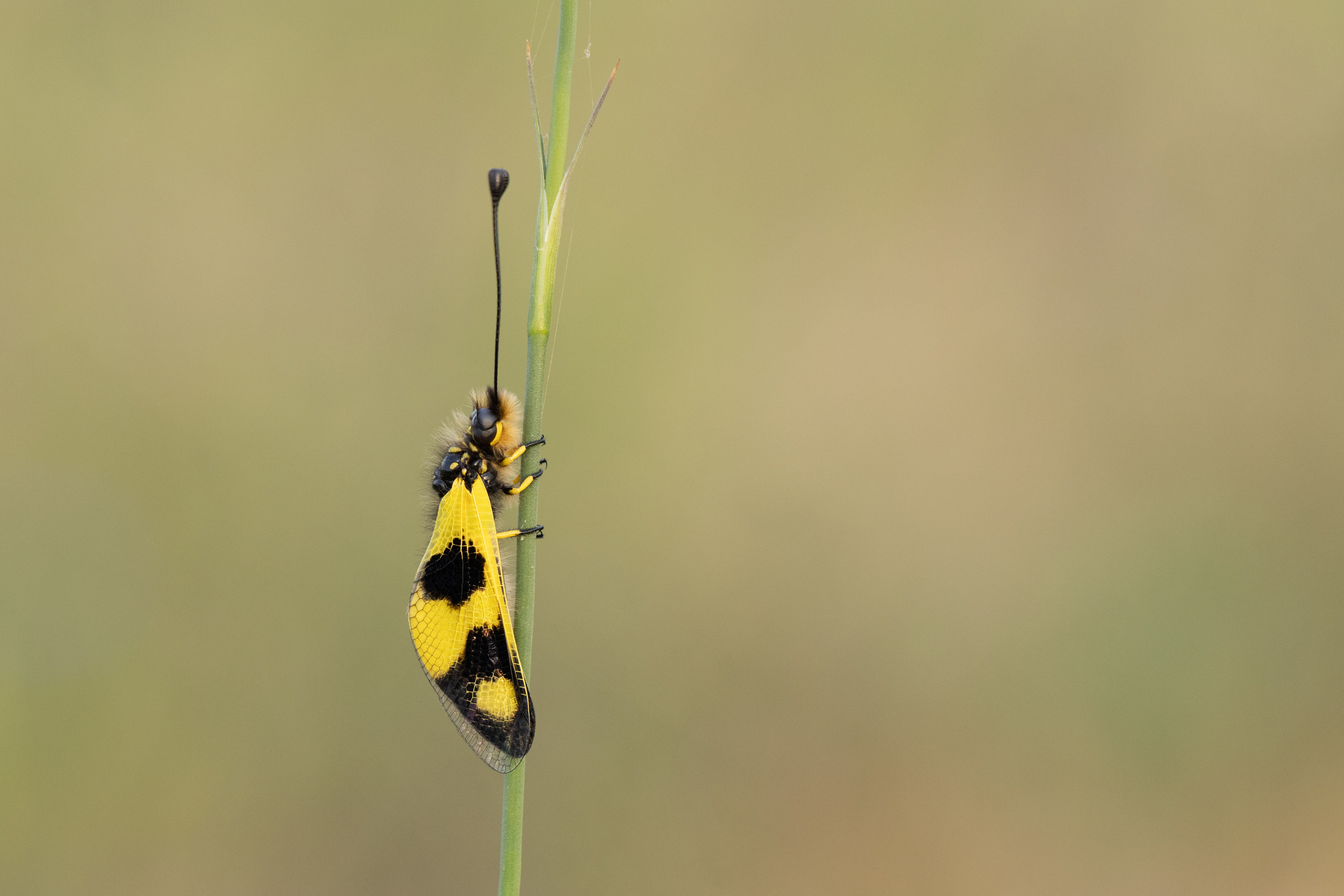 Libelloides macaronius
