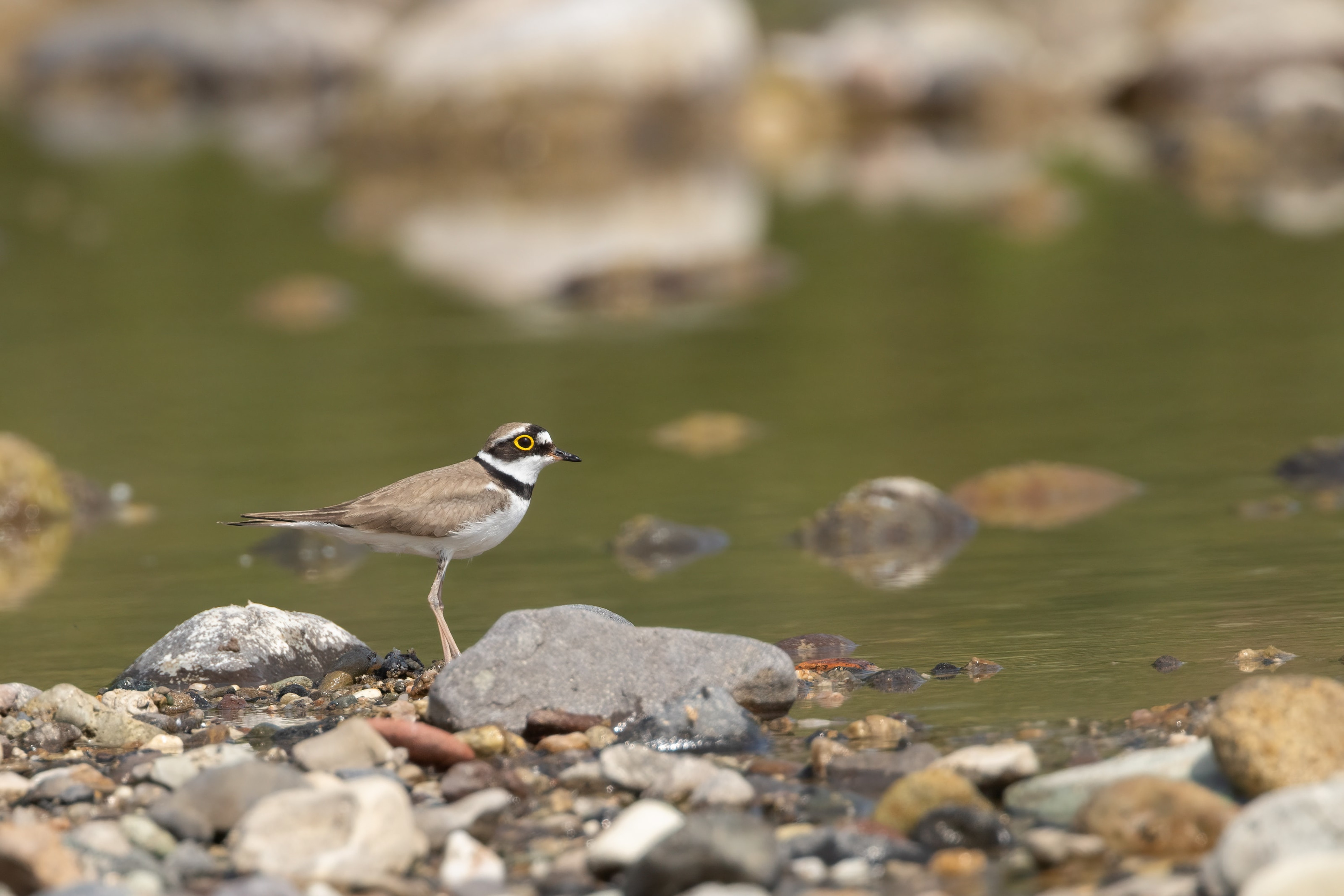 Little Ringed Plover