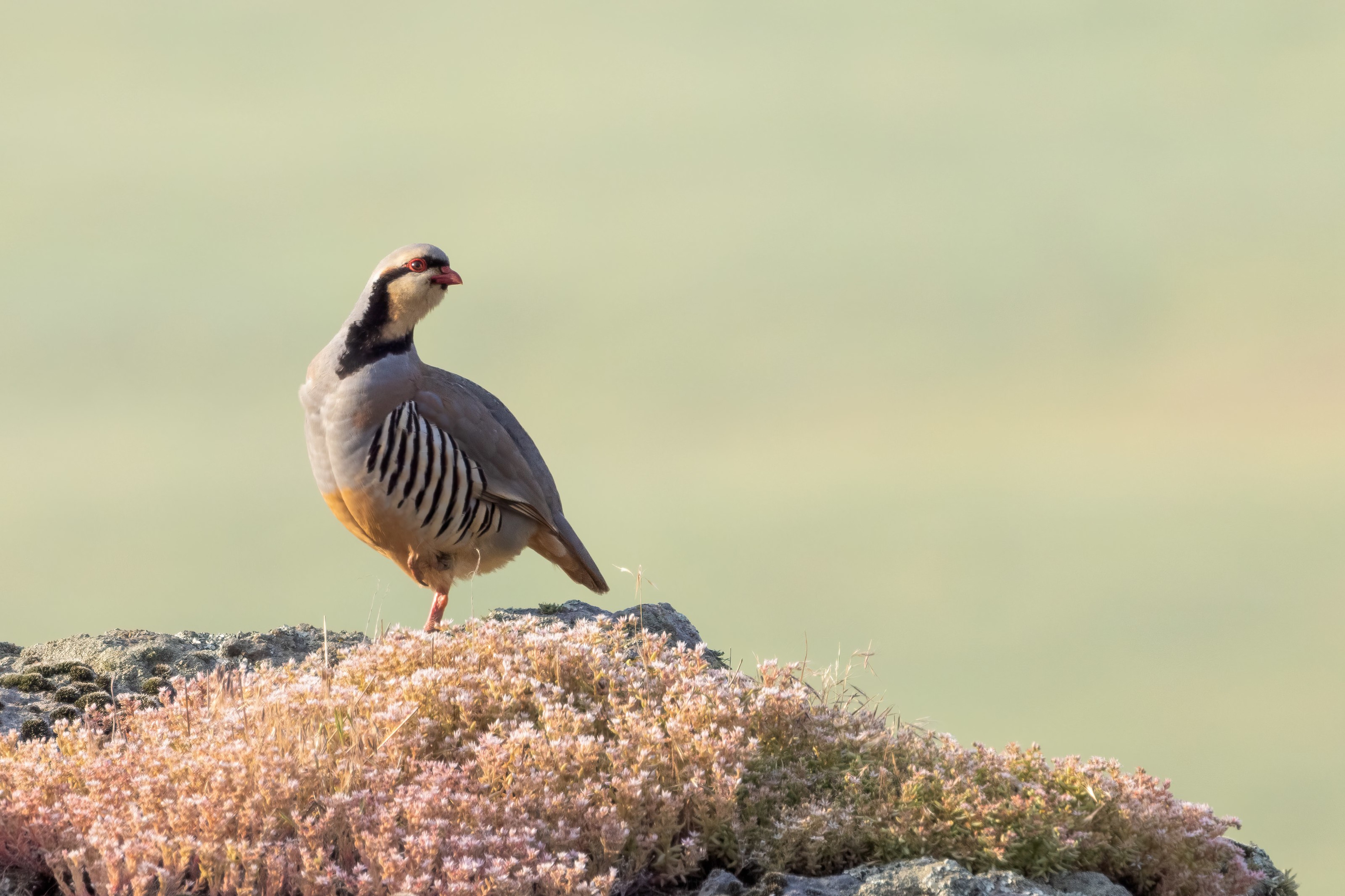 Chukar on a rock in the Eastern Rodopi mountains of Bulgaria 