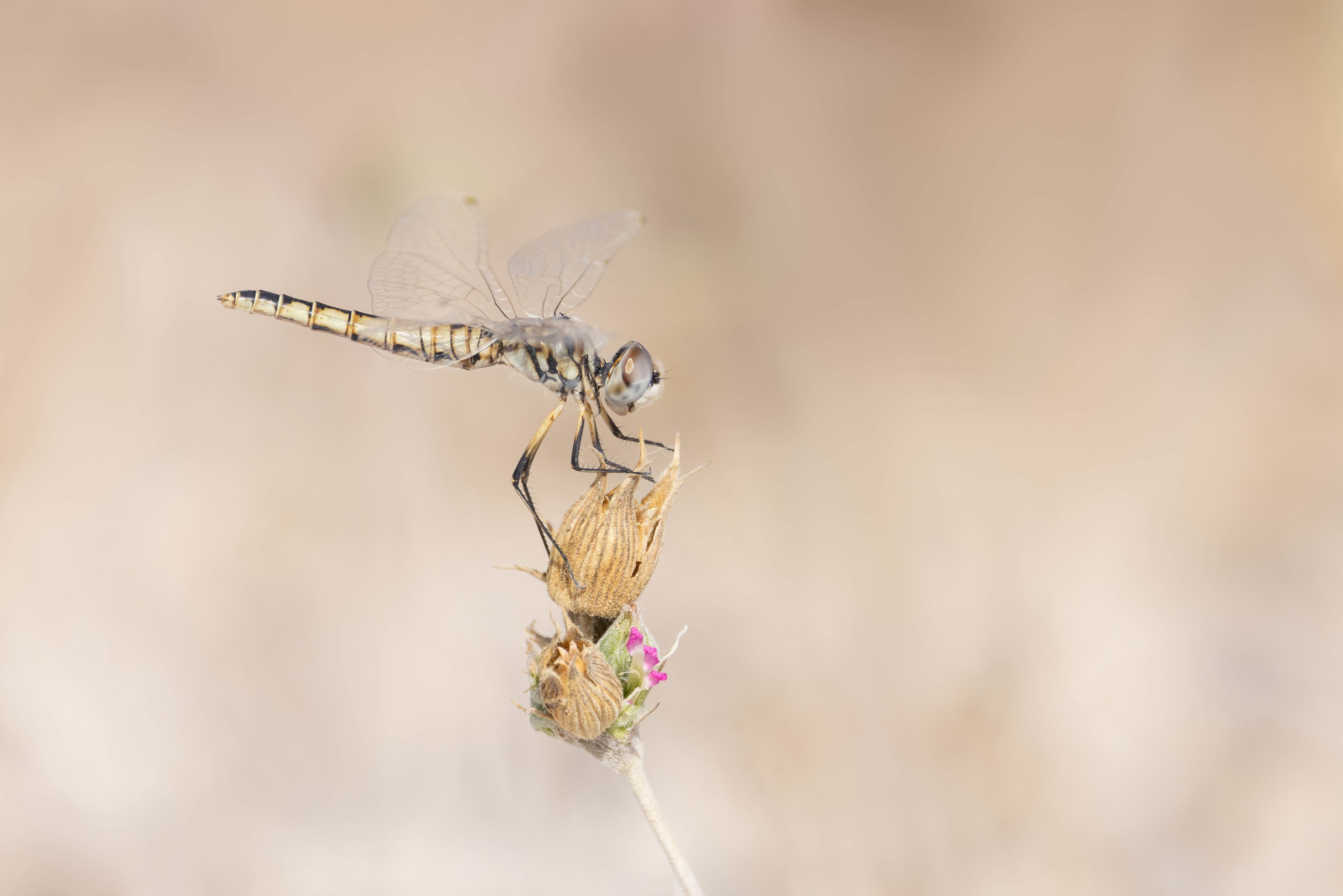 Black Pennant in Bulgaria