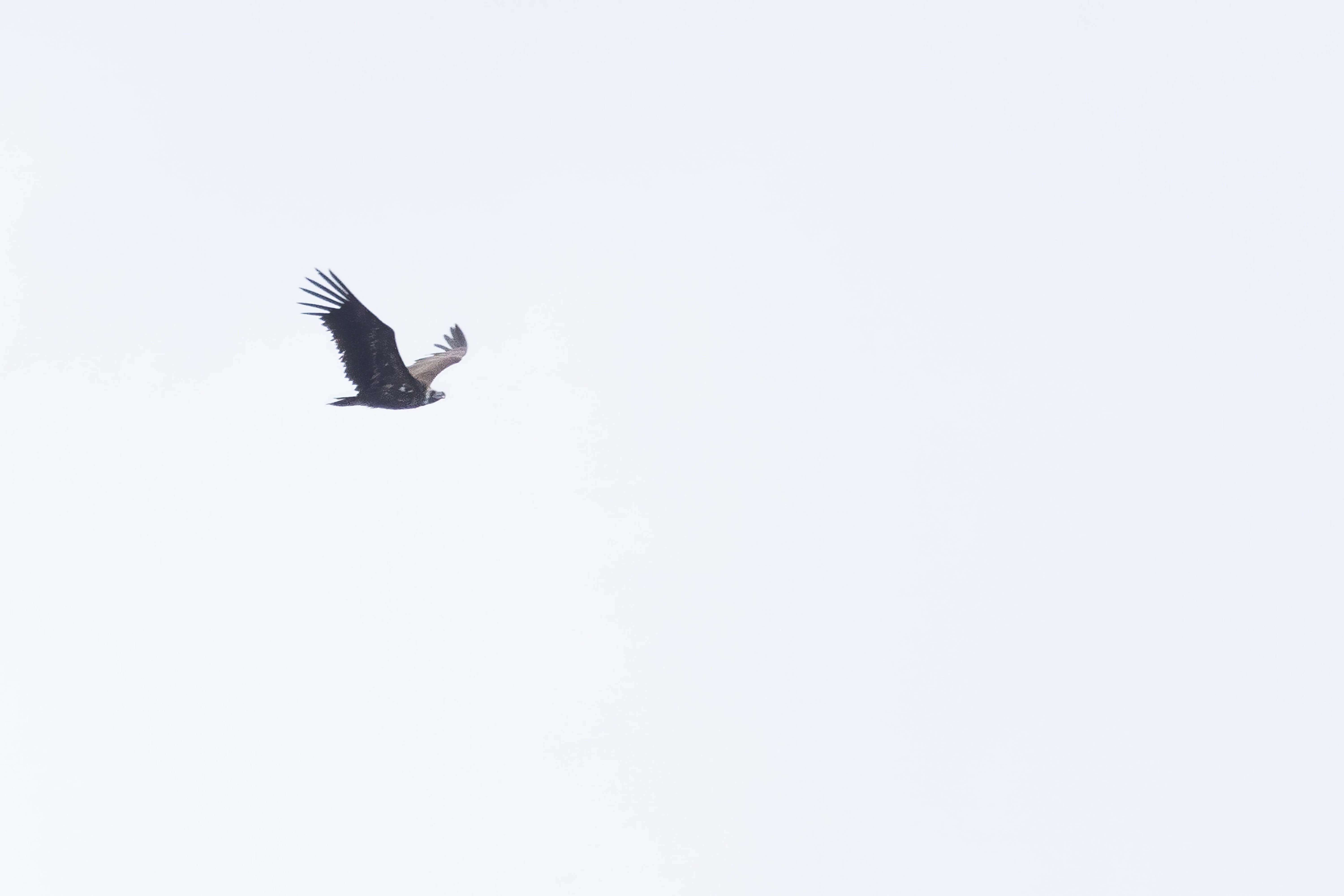 Black Vulture (Aegypius monachus) in Eastern Rodopi, Bulgaria