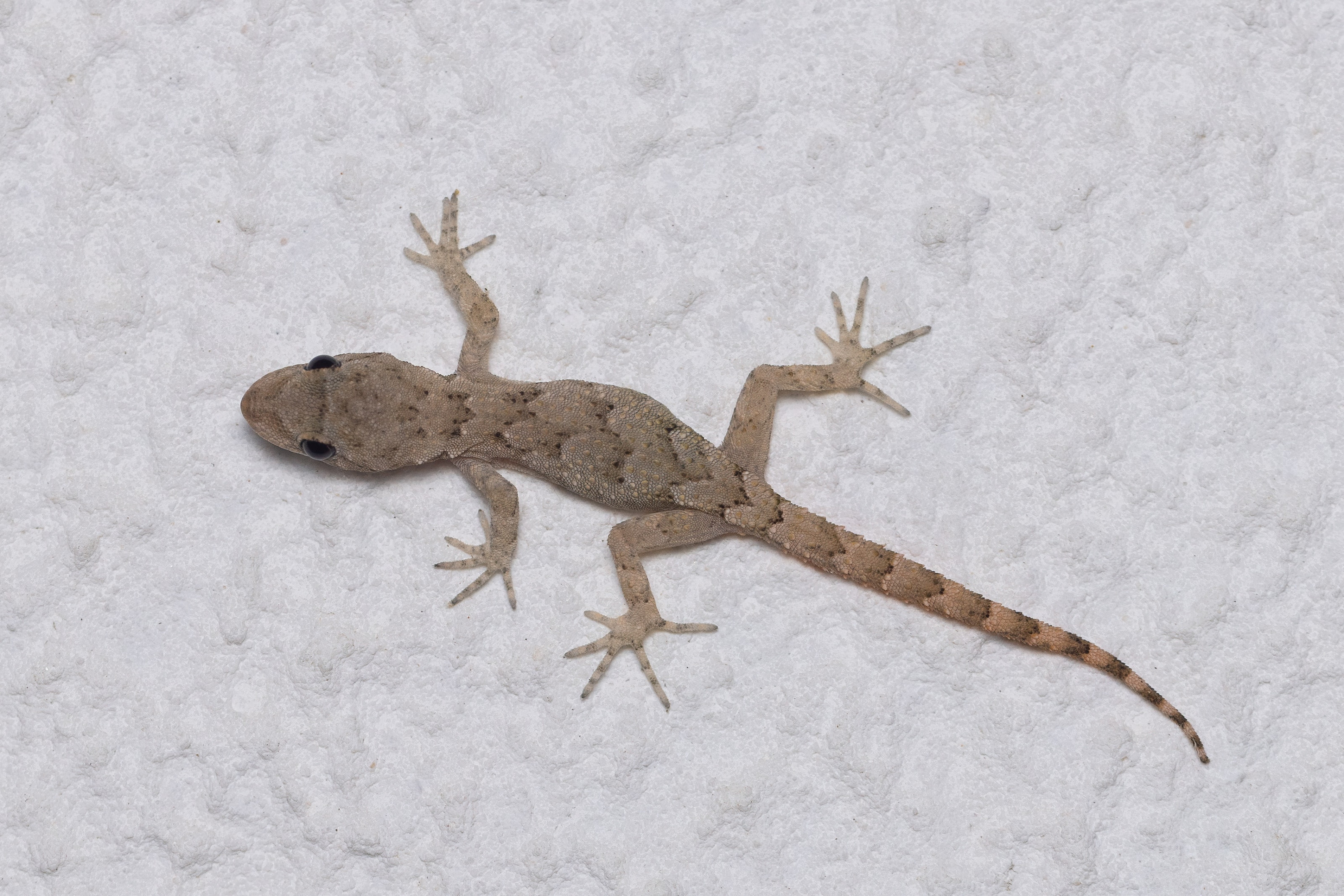 Bulgarian Bent-toed Gecko (Mediodactylus danilewskii) in Eastern Rodopi, Bulgaria