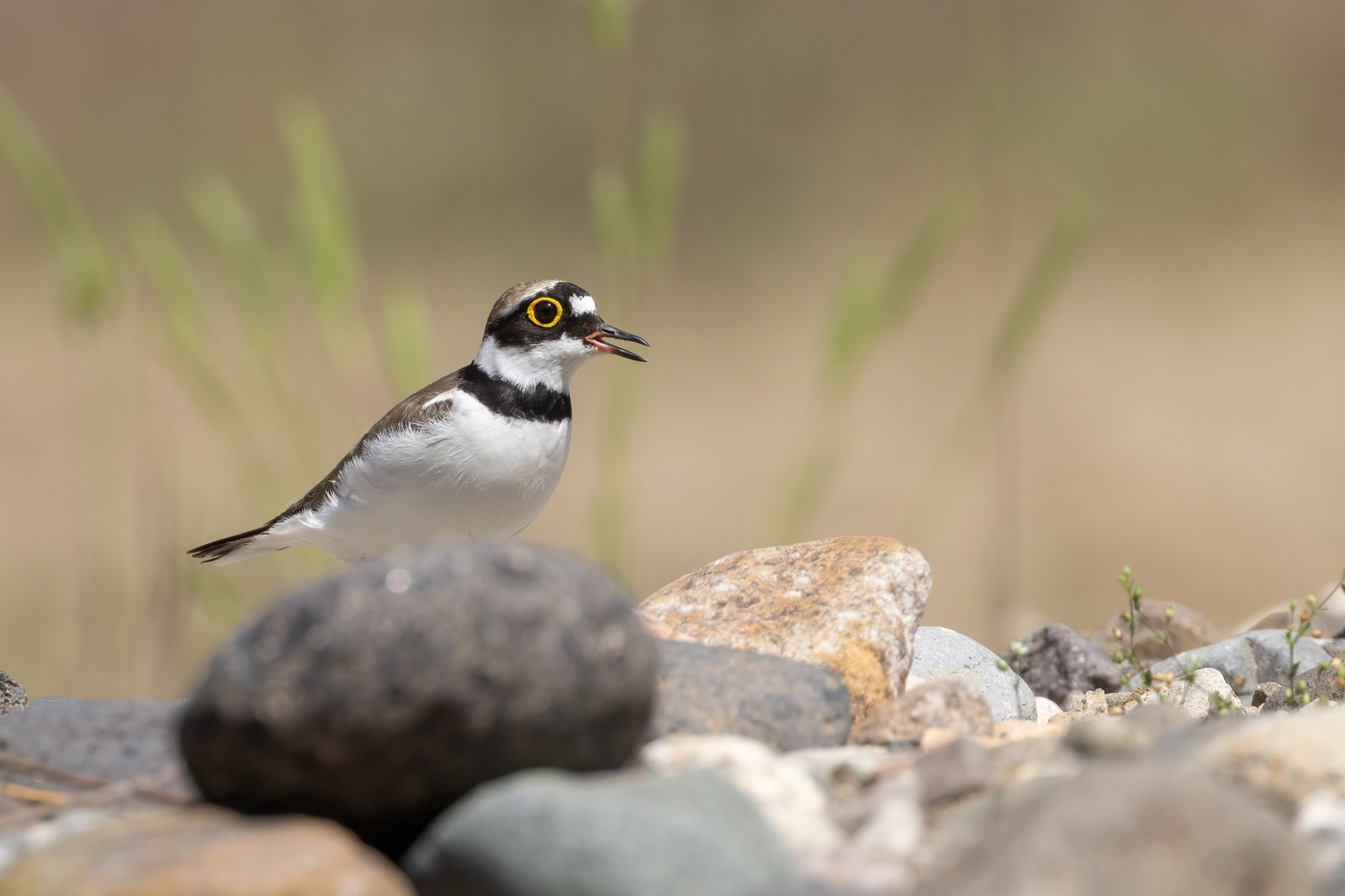 Little Ringed Plover