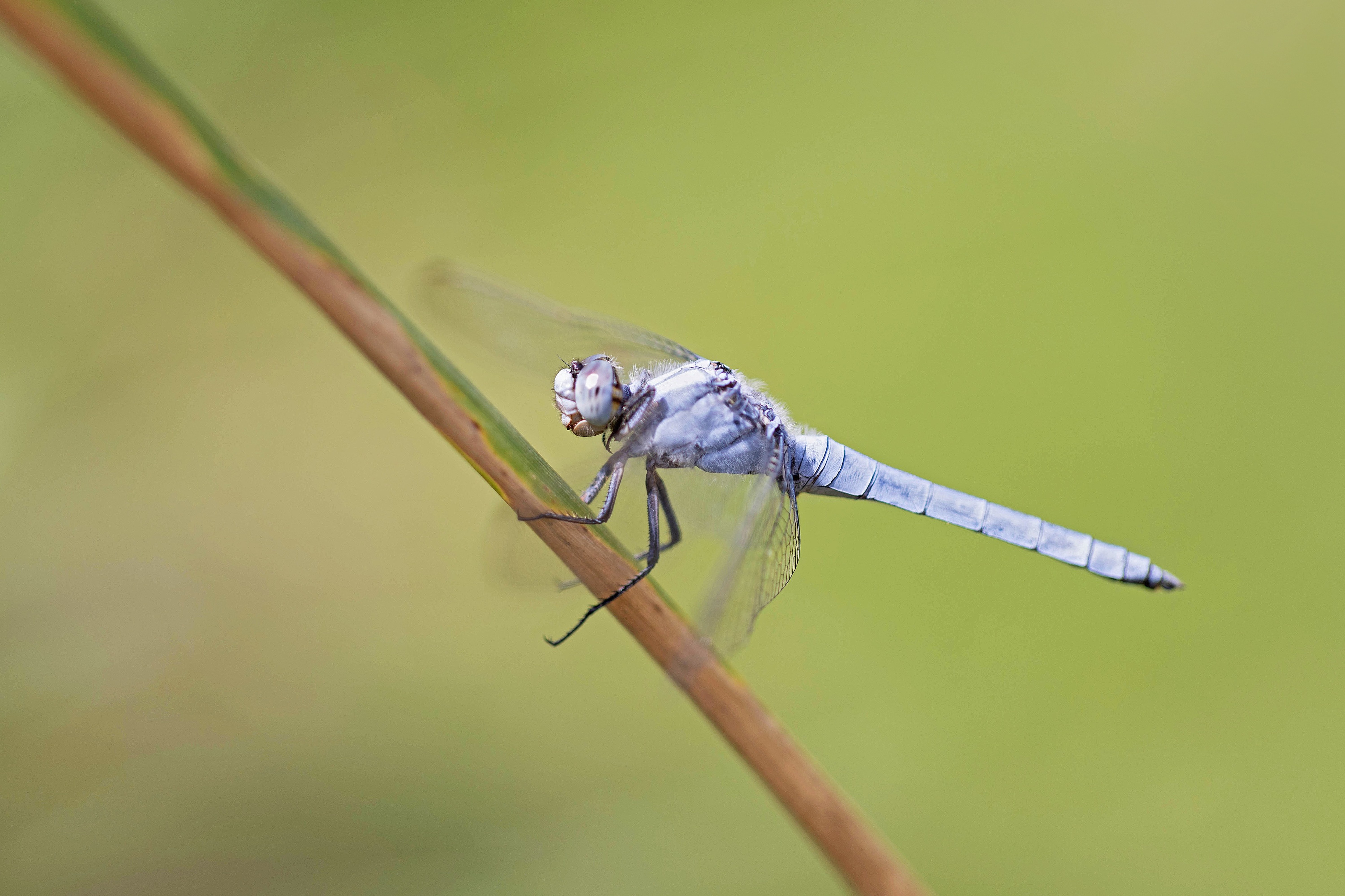 Southern Skimmer