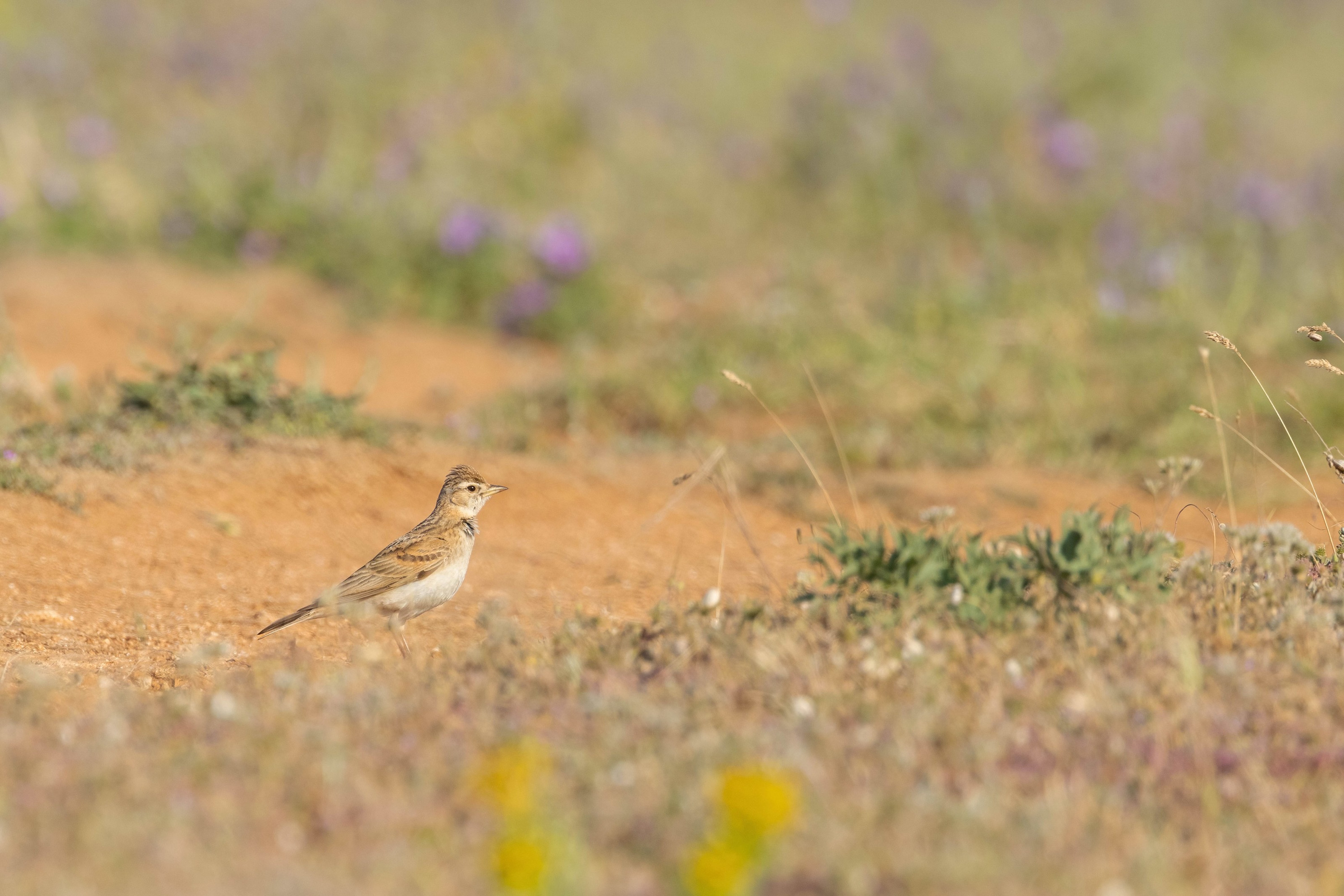 Short-toed Lark
