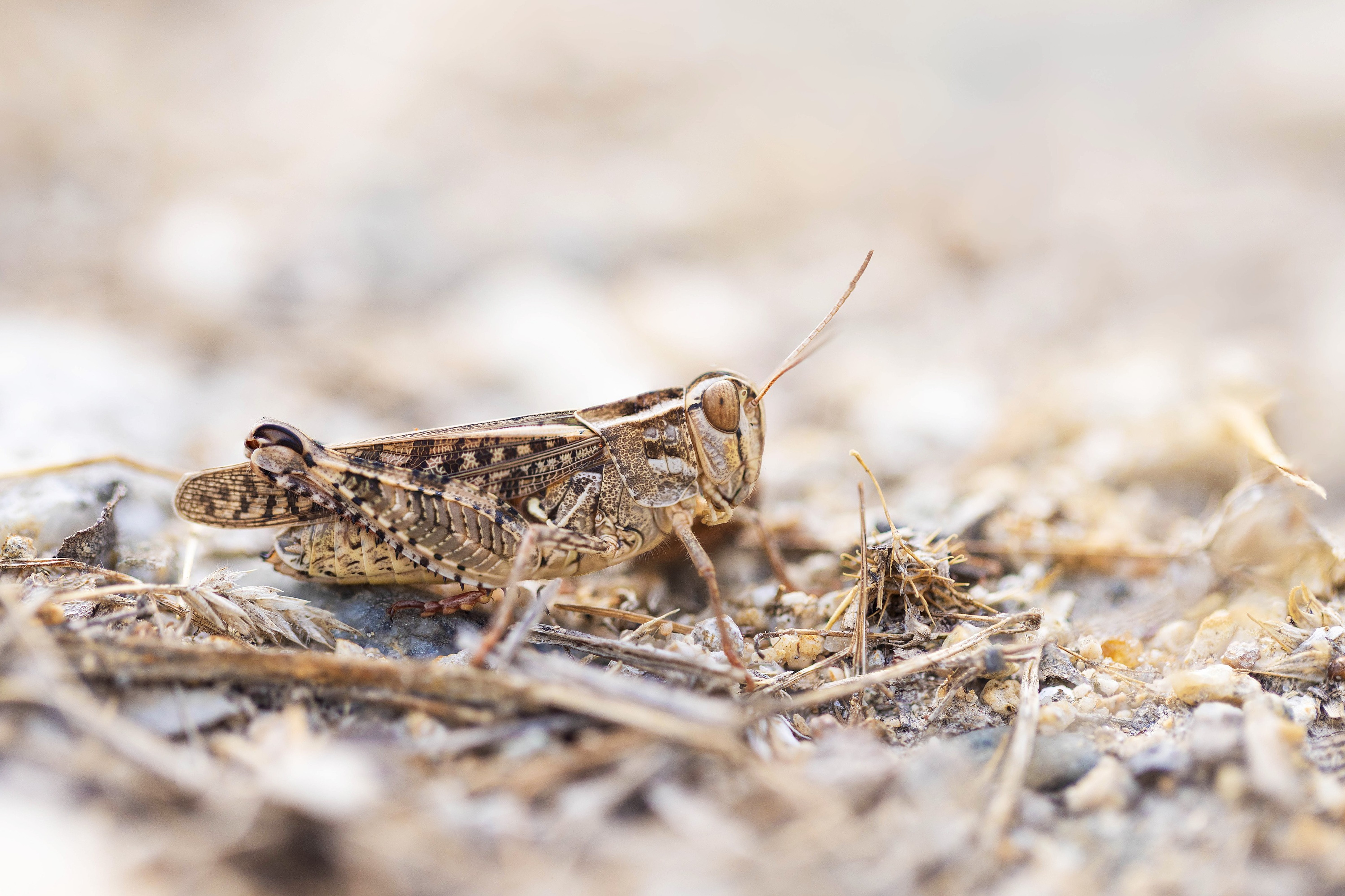 Calliptamus barbarus (a grashopper)