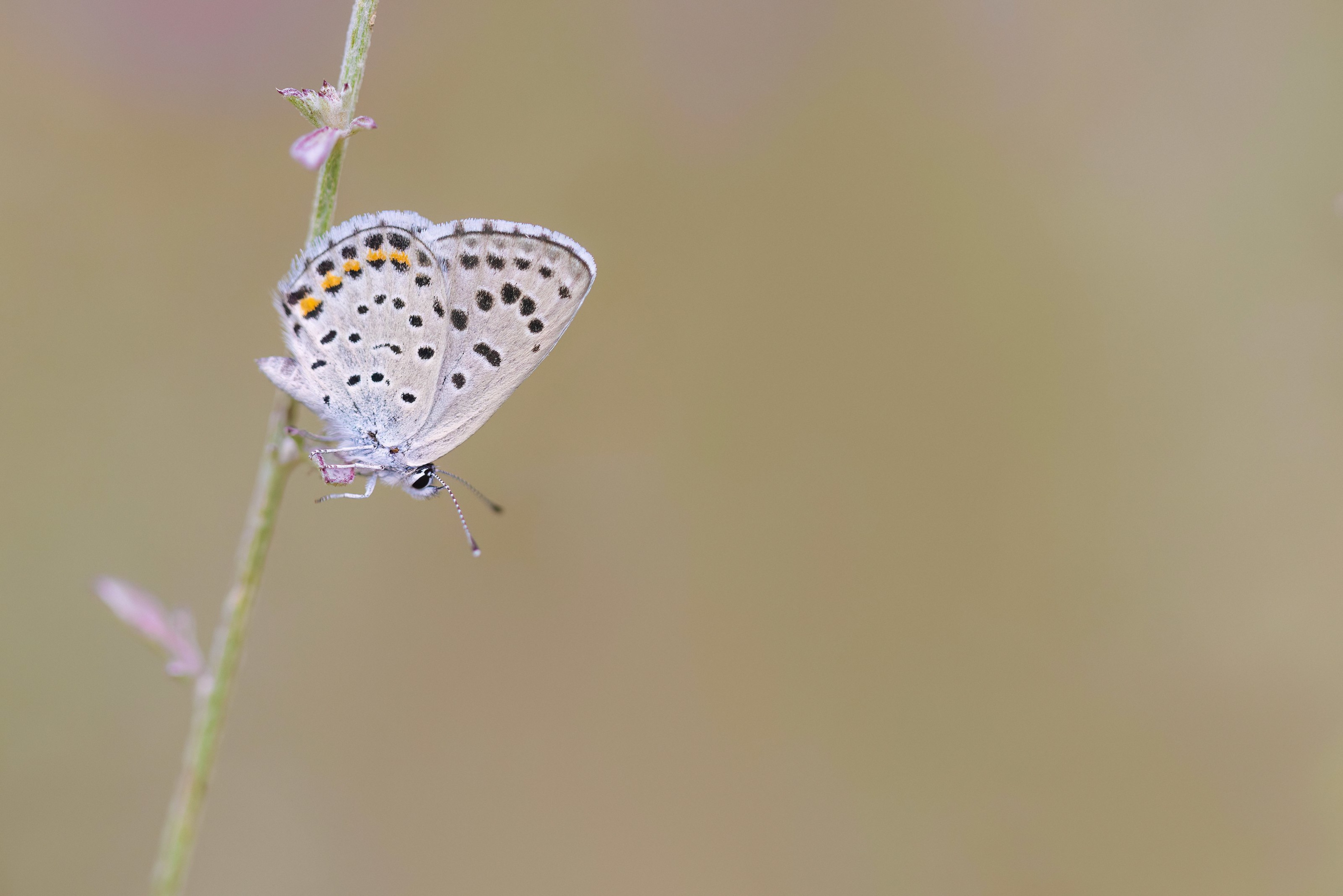 Eastern Baton Blue
