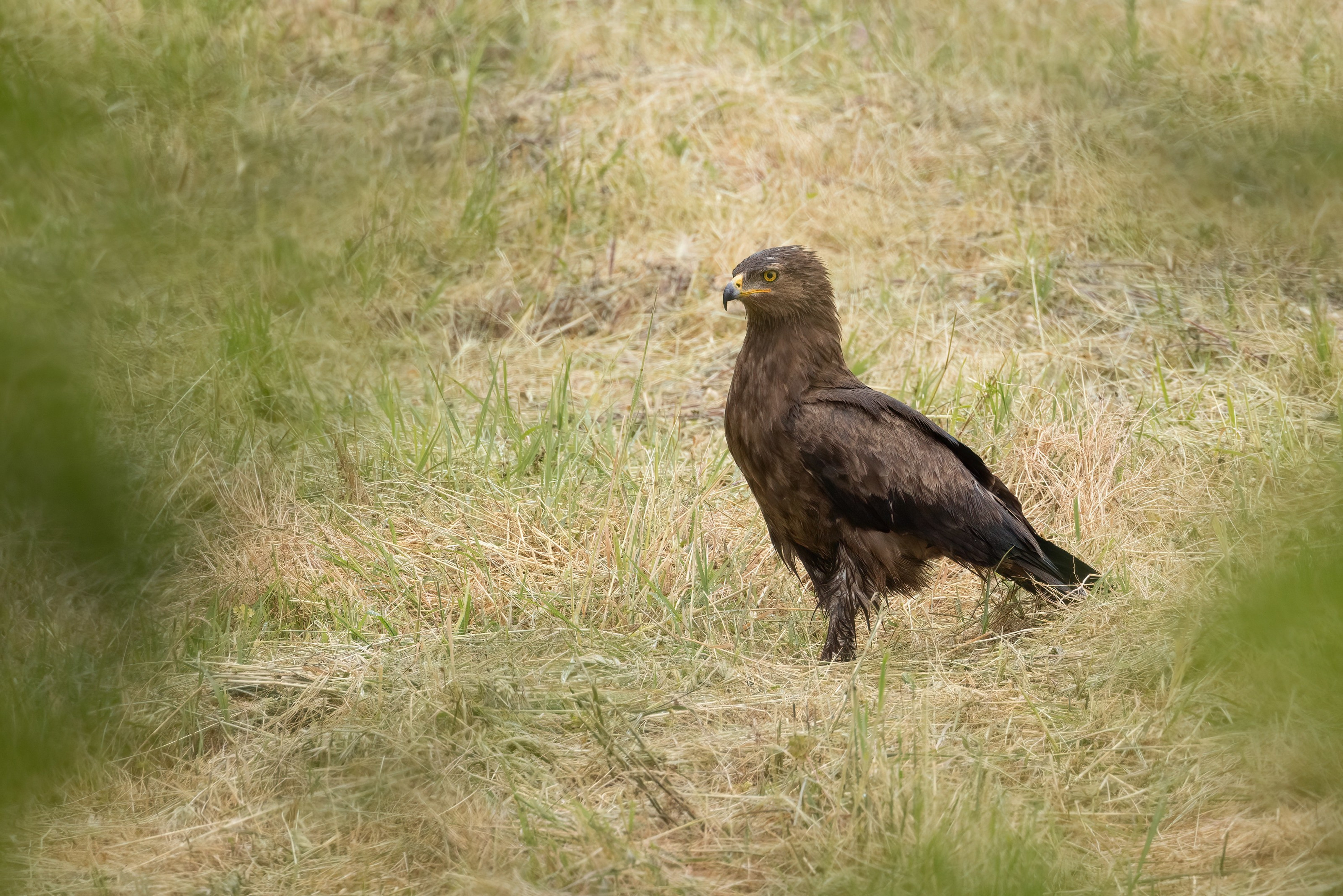 Lesser Spotted Eagle