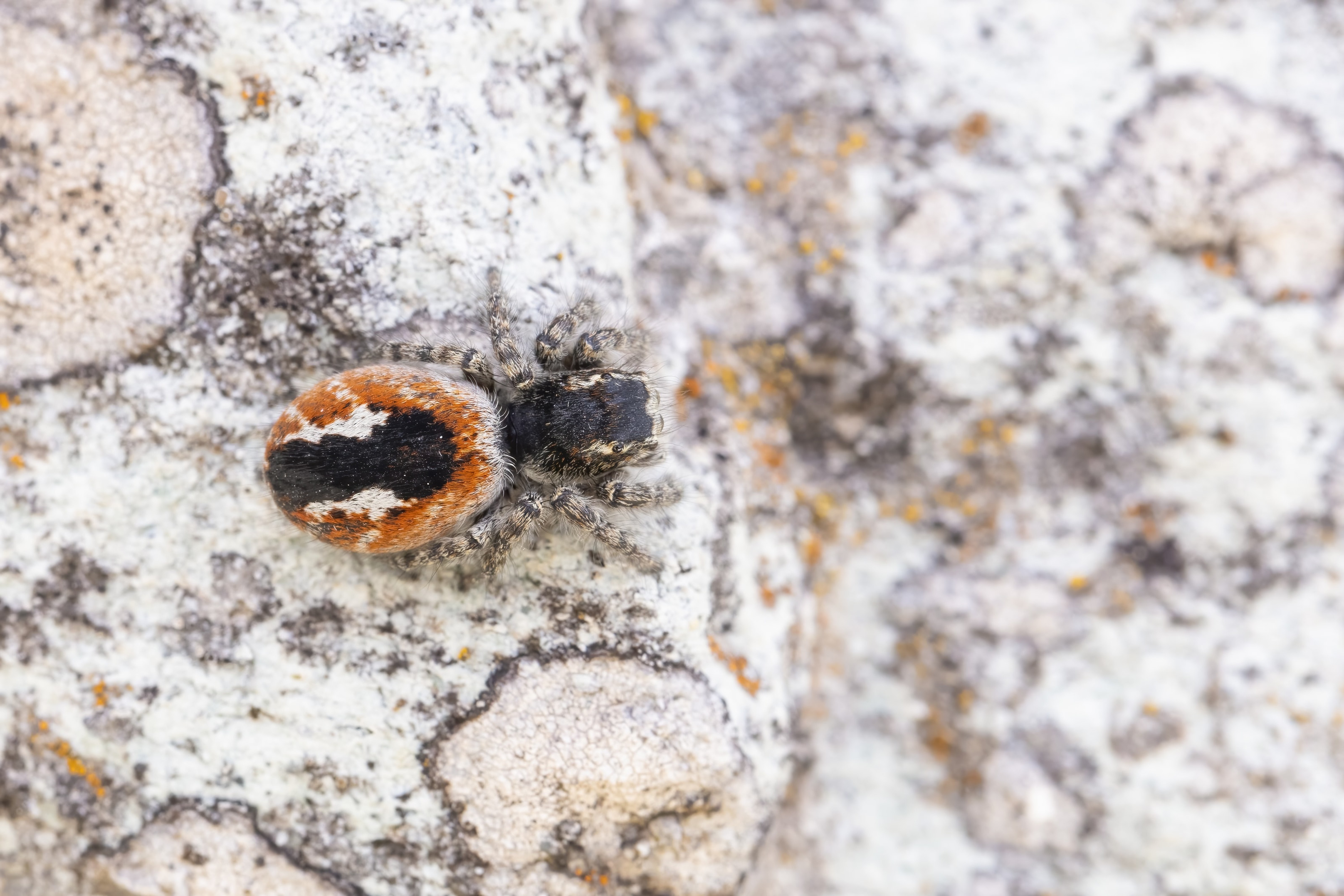 Red-bellied Jumping Spider