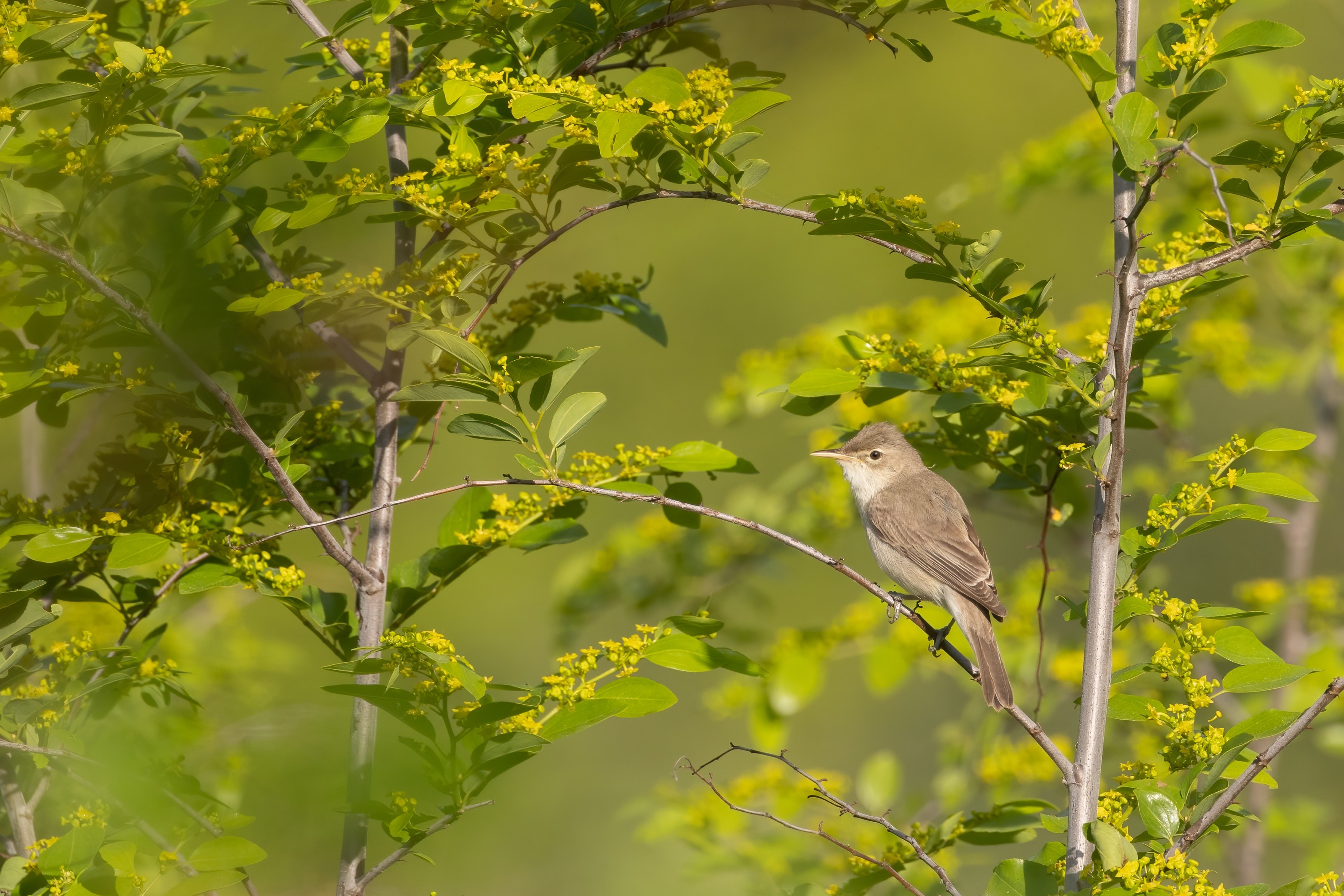 Eastern Olivaceous Warbler - Eastern Rodopi, Bulgaria 