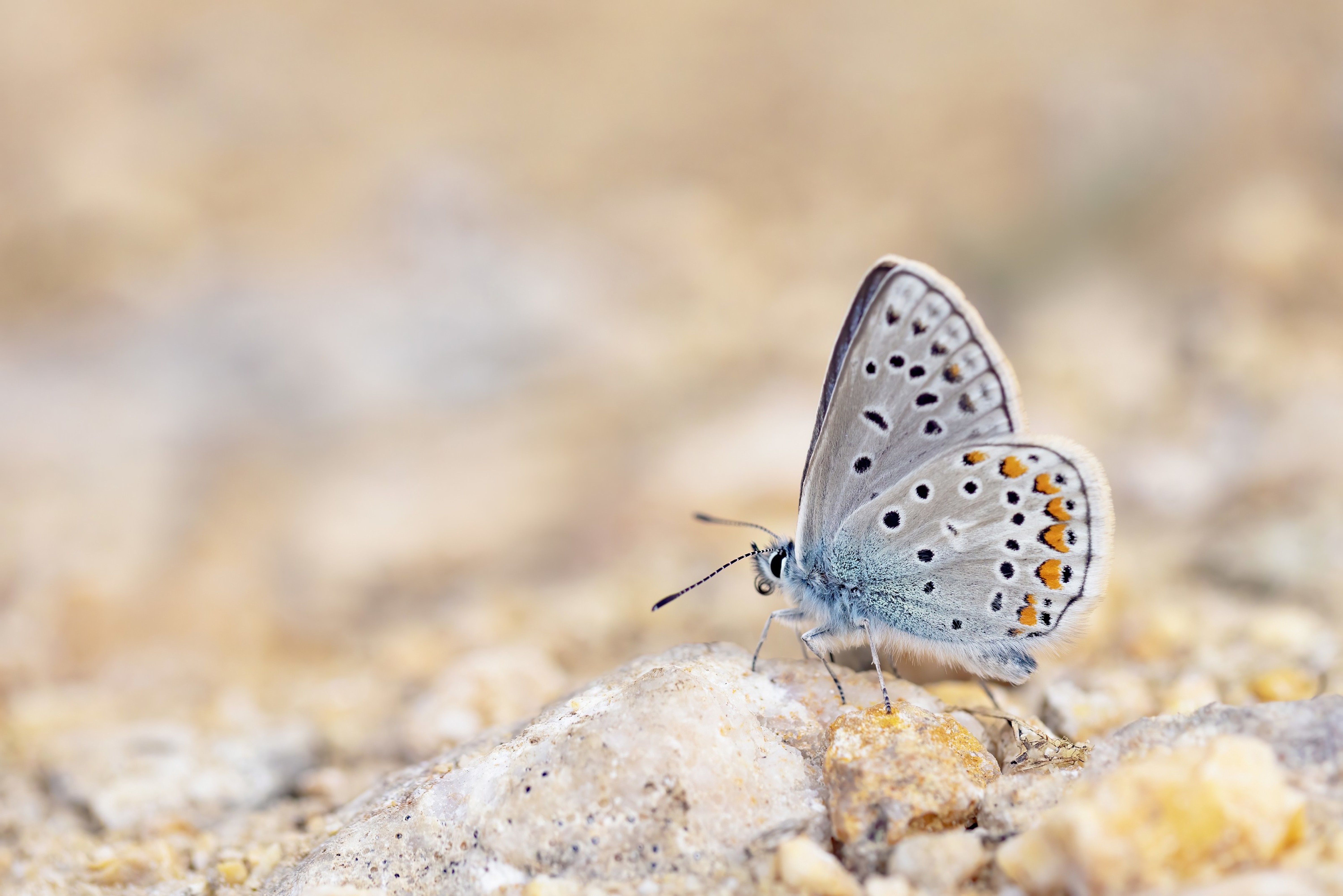 False Eros Blue