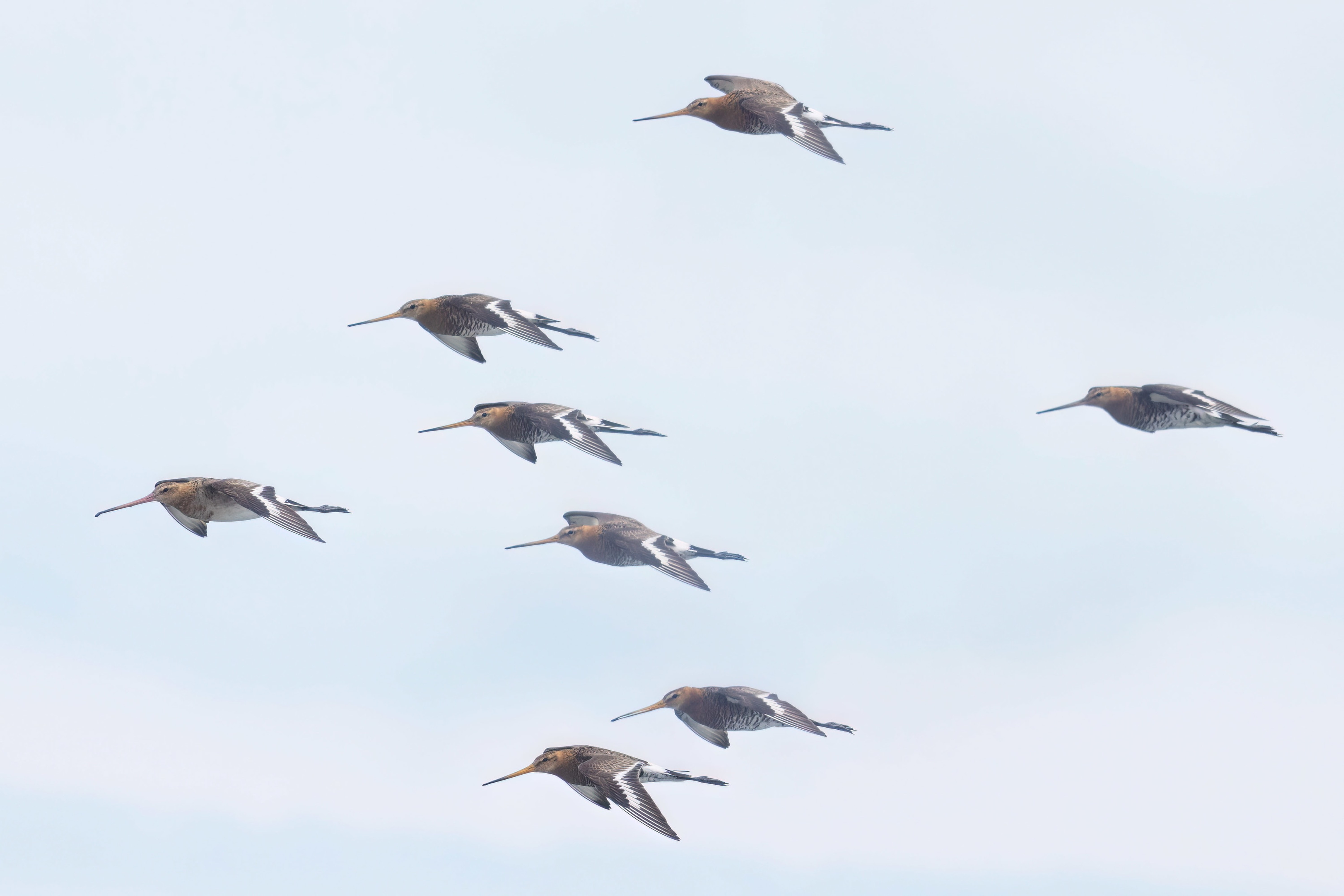 Black-tailed Godwith