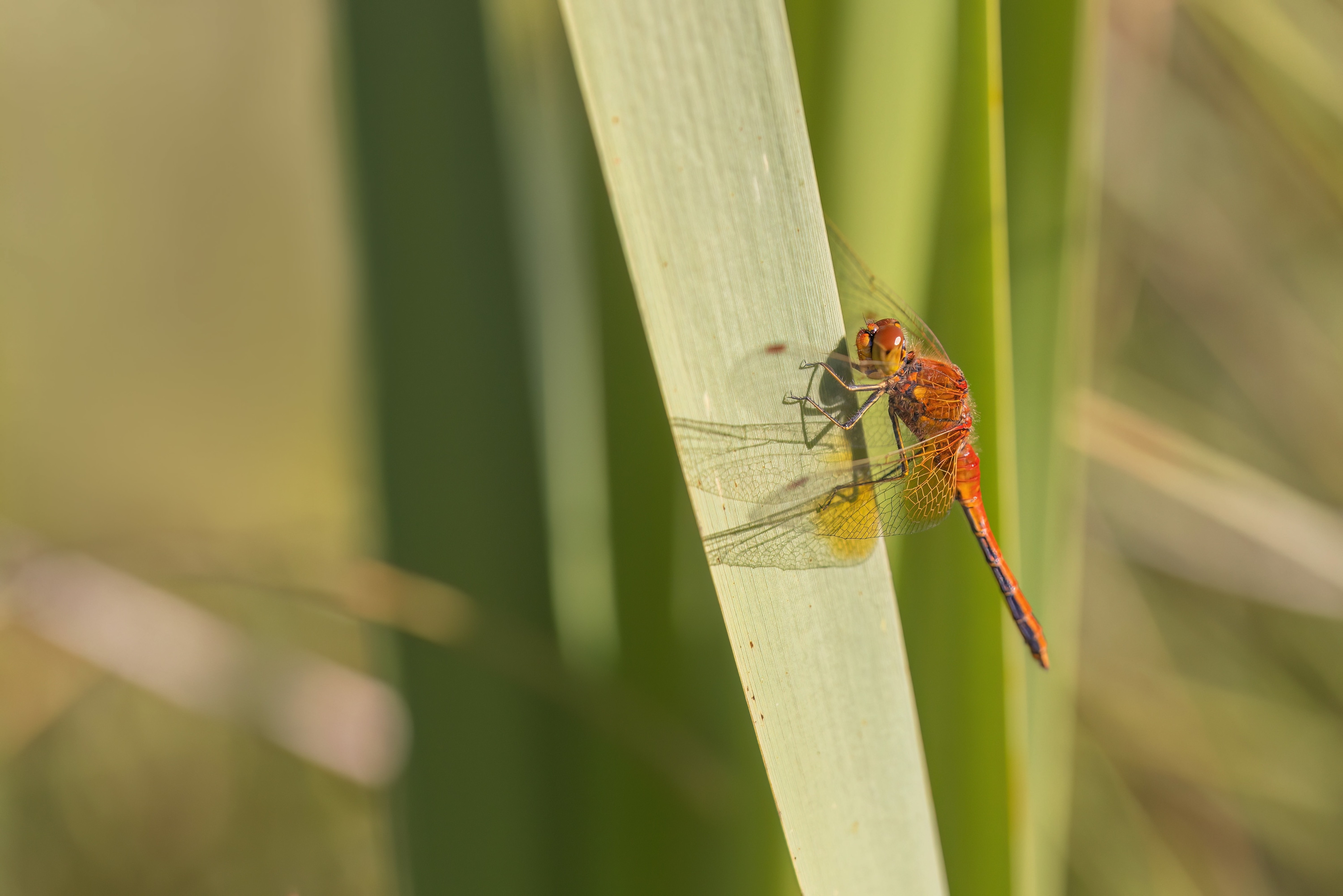 Yellow-winged Darter