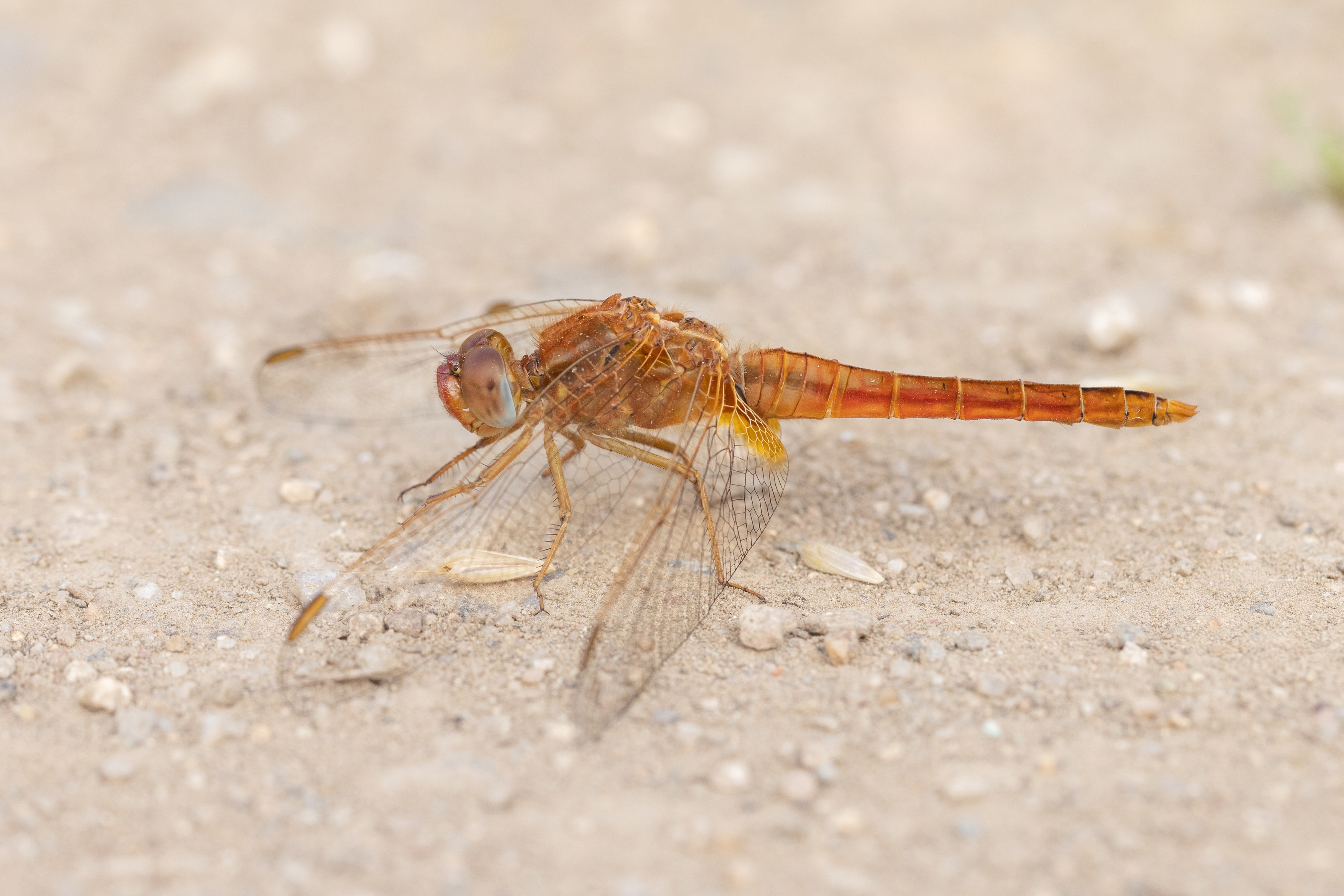 Broad Scarlet