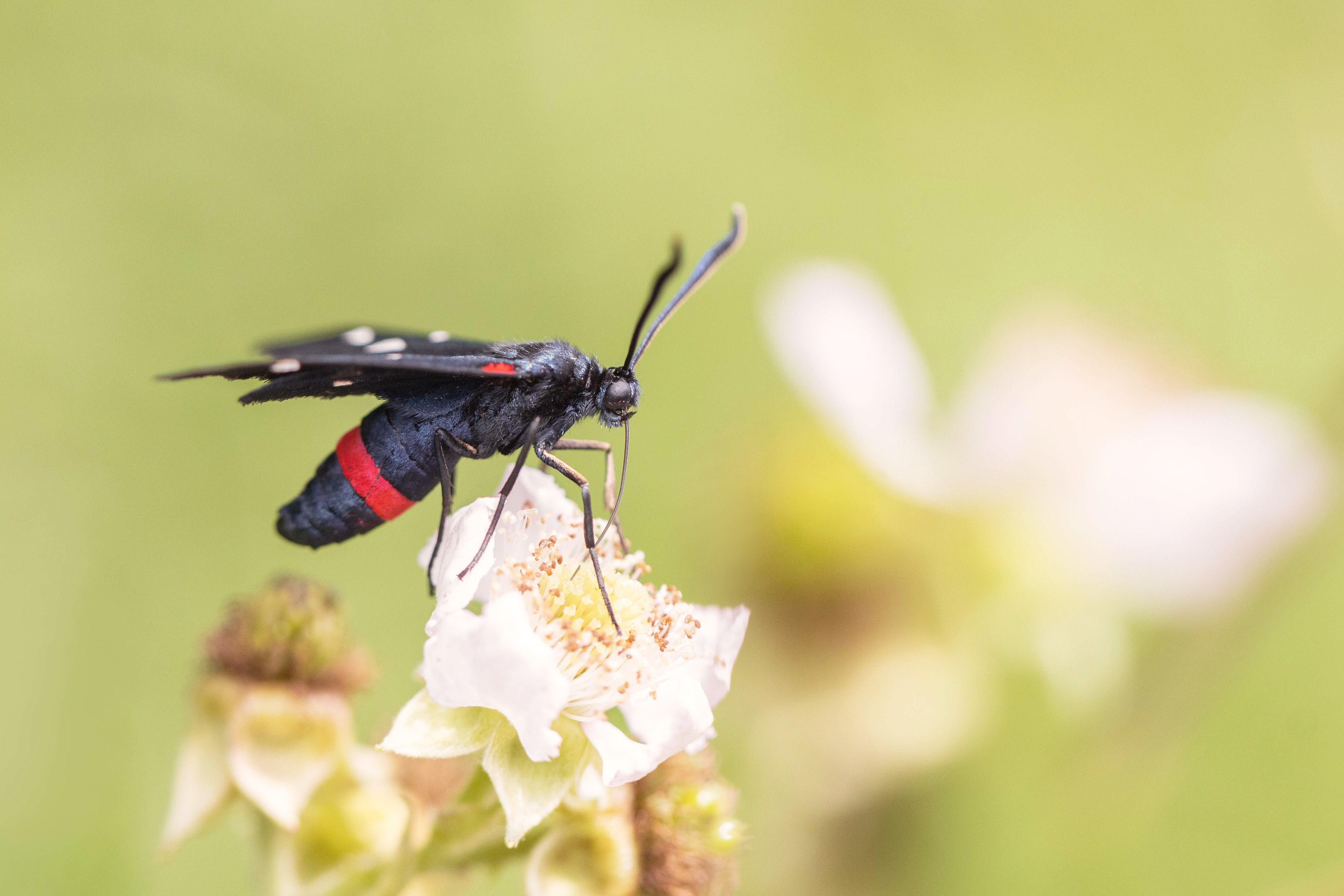 Zygaena ephialtes (Variable Burnet)