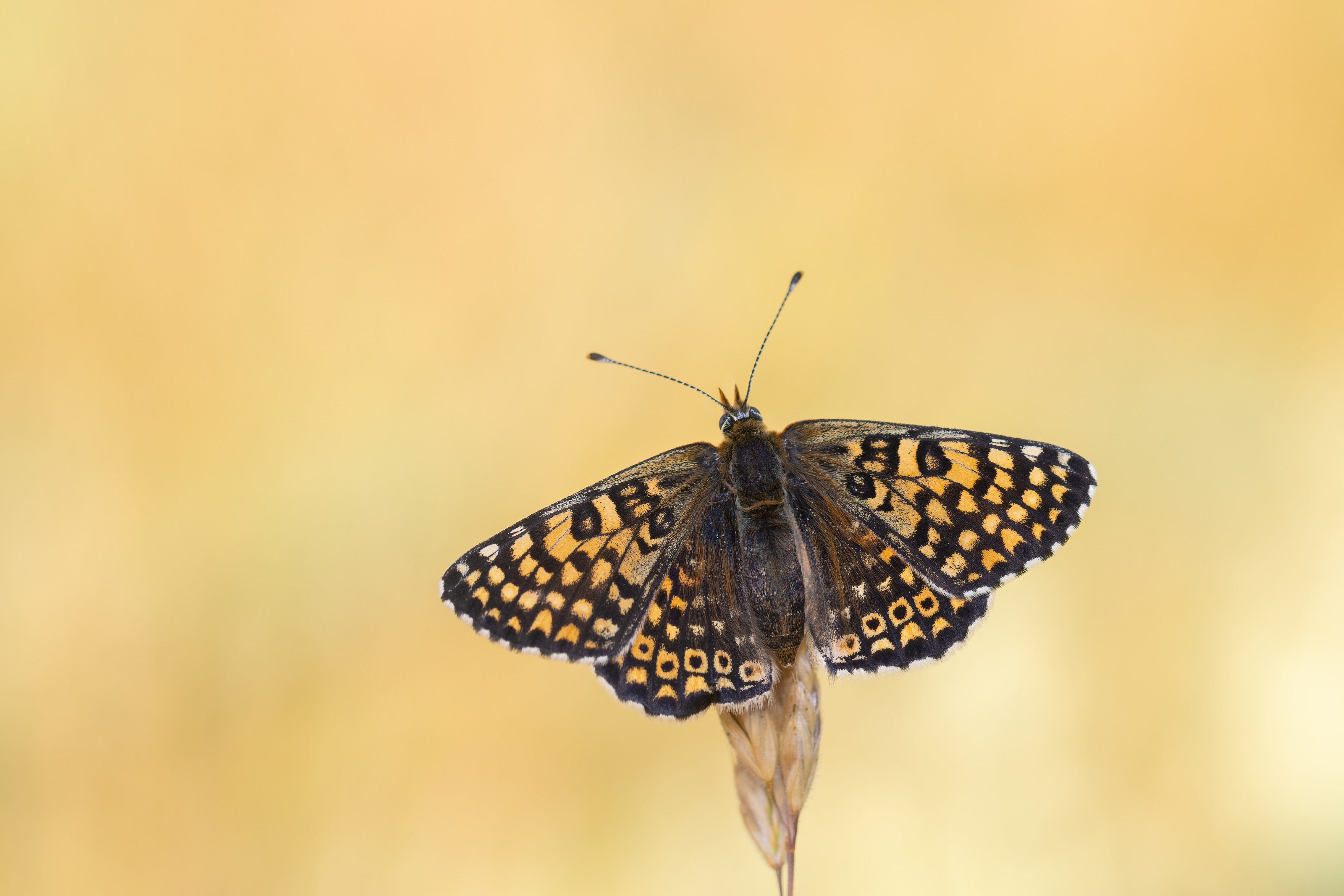 Glanville Fritillary (Melitaea cinxia) upperside in Eastern Rodopi, Bulgaria