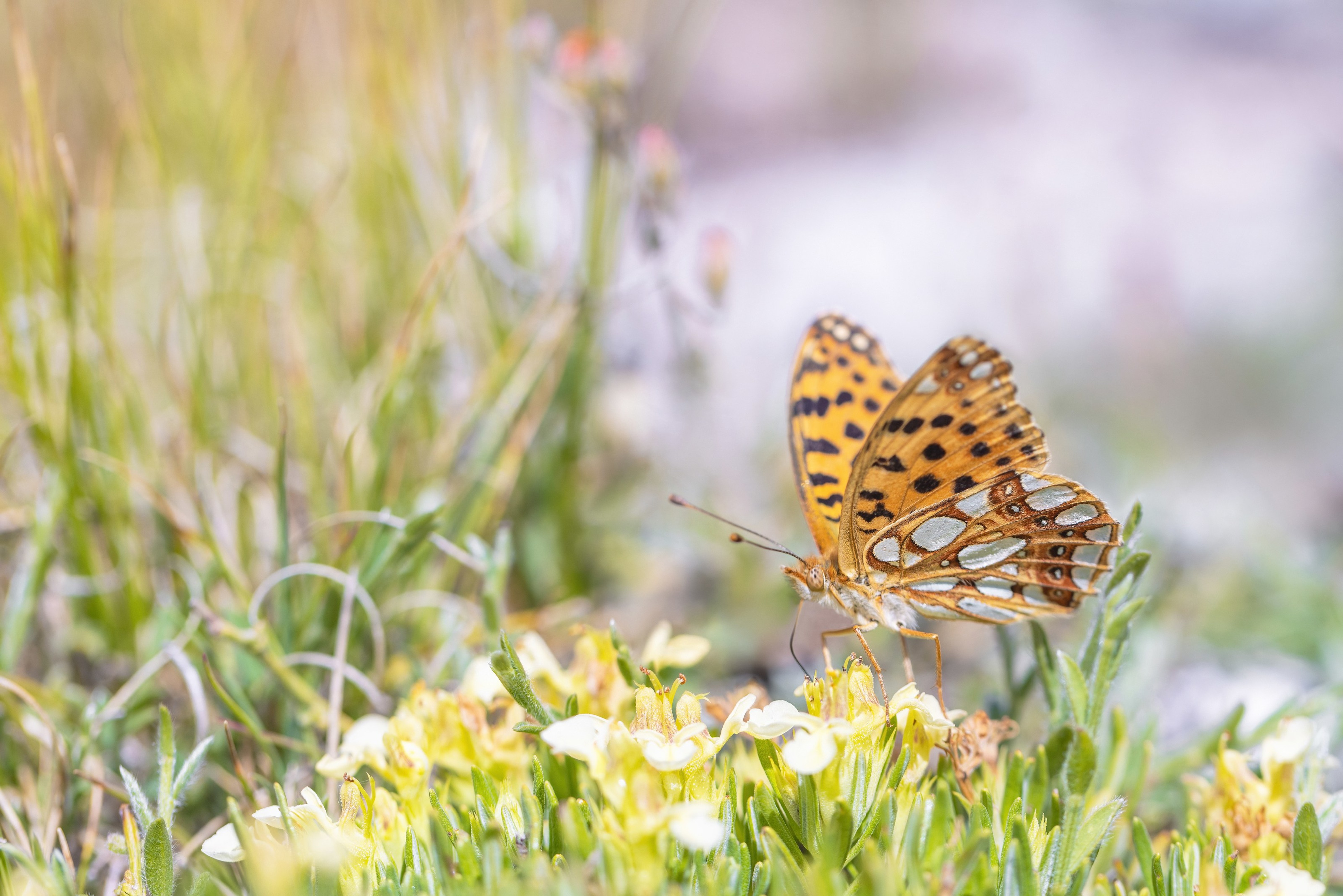 Queen of Spain Fritillary