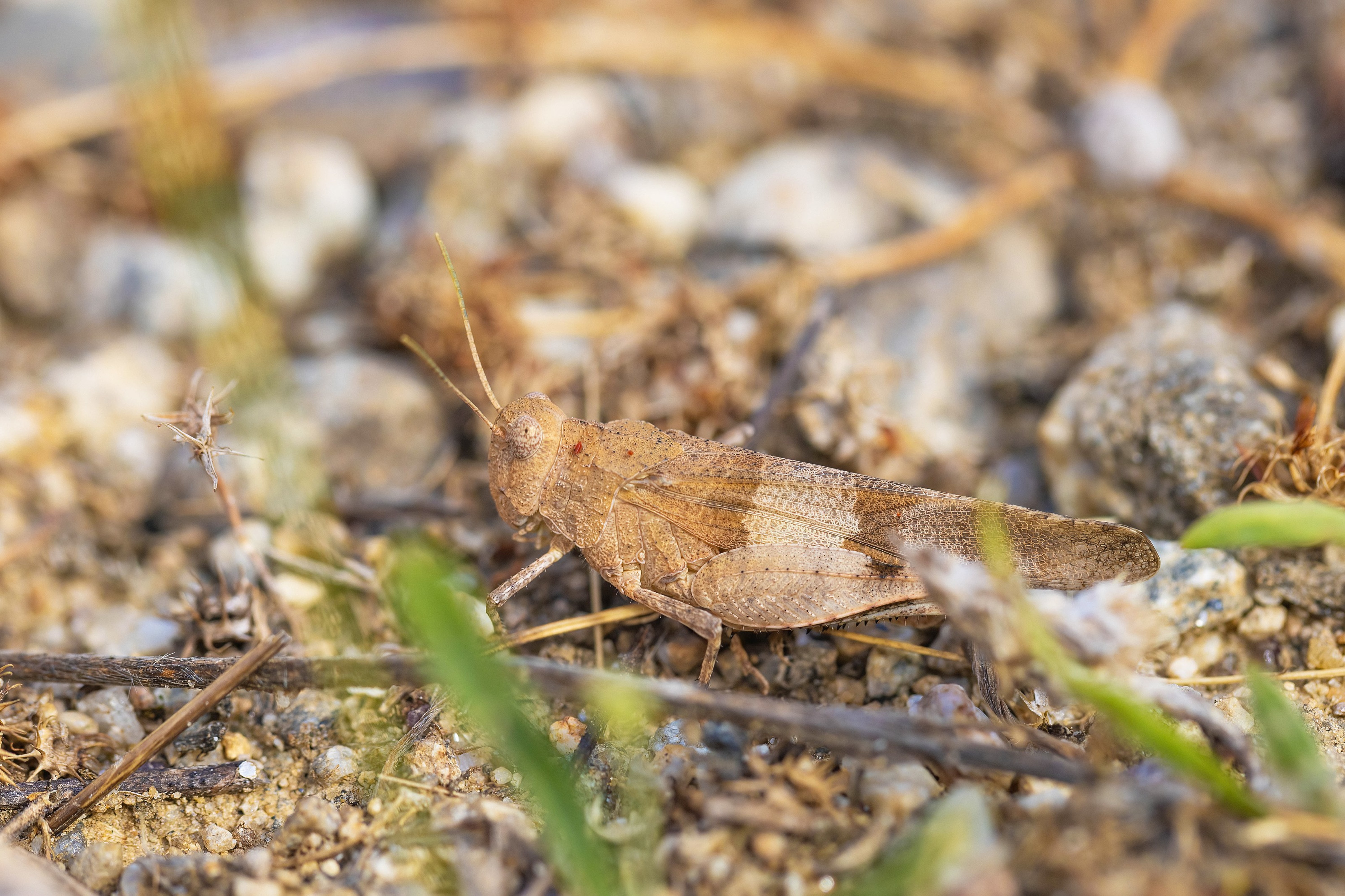 Blue-winged Grasshopper (Oedipoda caerulescens)